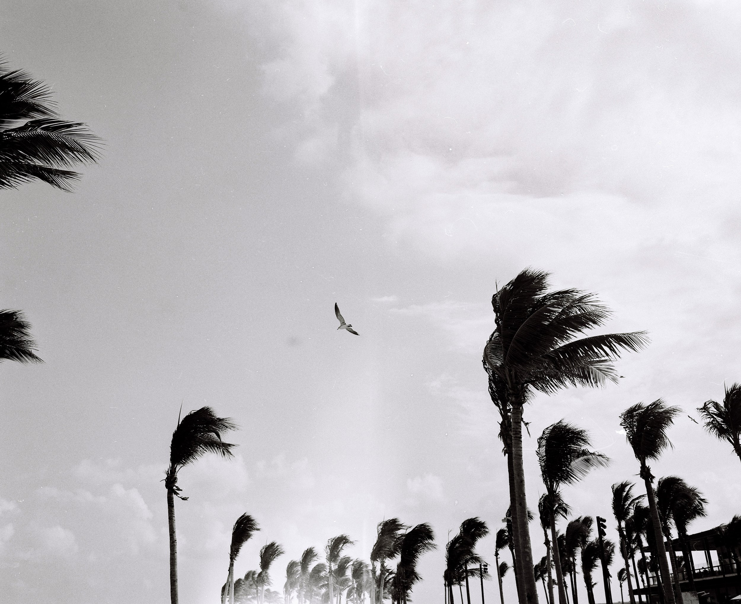 Black and white photo of palm trees swaying in the wind with a bird flying in the sky.
