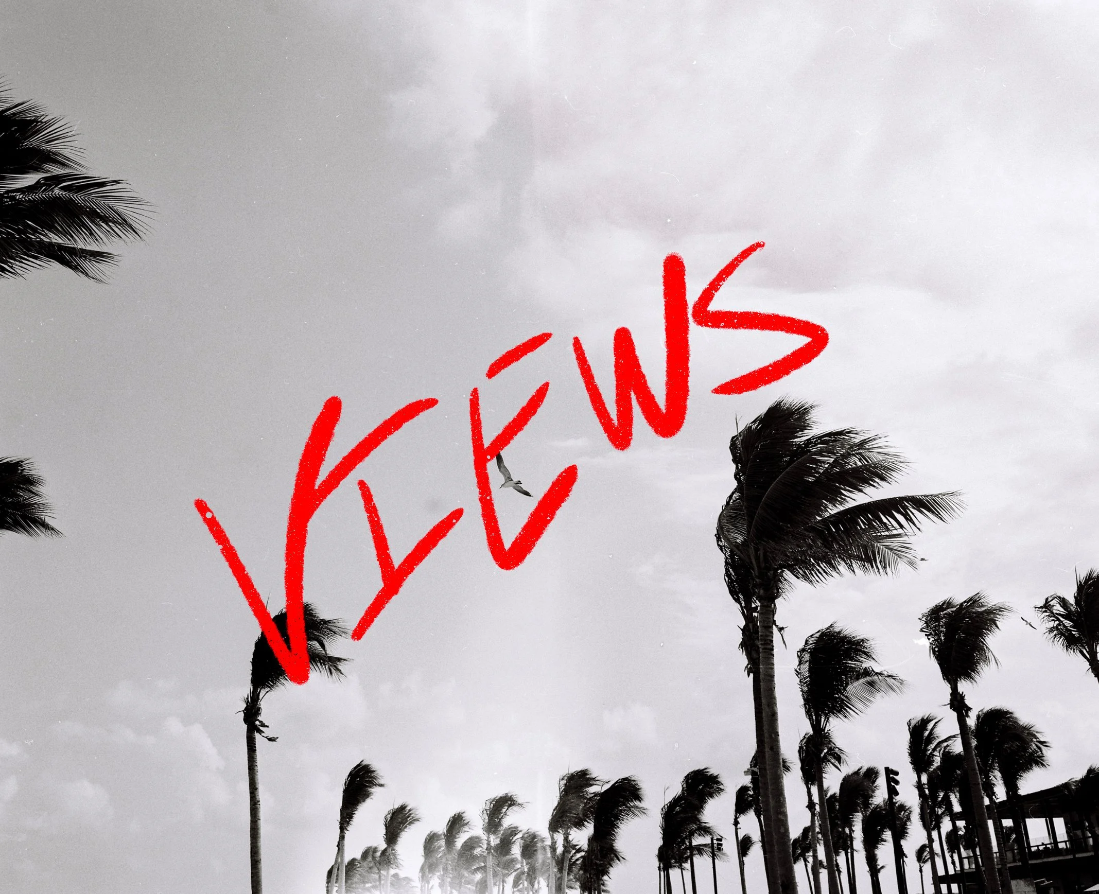 A black and white photo of tall palm trees with swaying fronds, under a cloudy sky, with the word KÉWS written in red graffiti-style text across the sky.