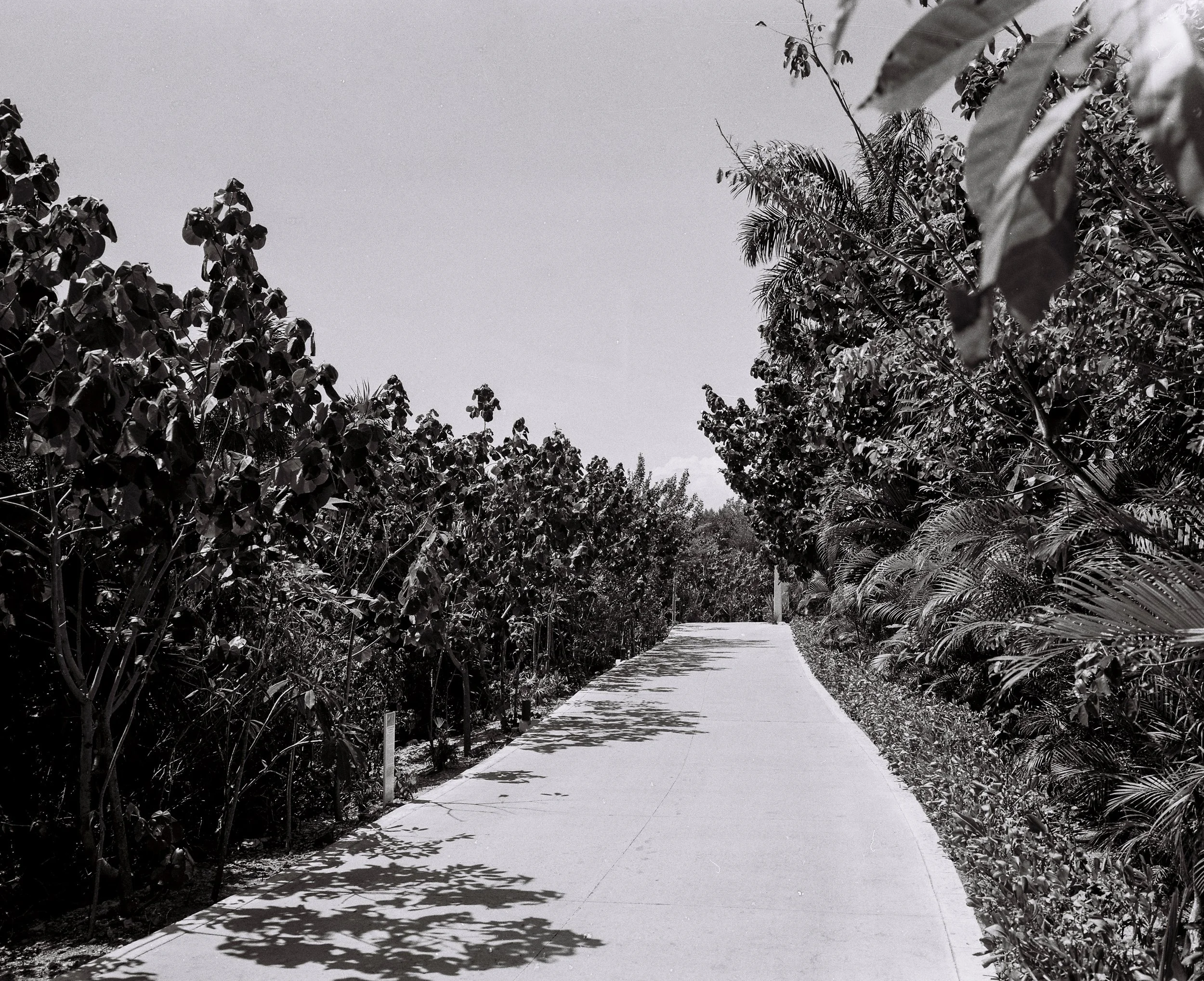A paved pathway surrounded by dense foliage and trees, with shadows cast on the ground.