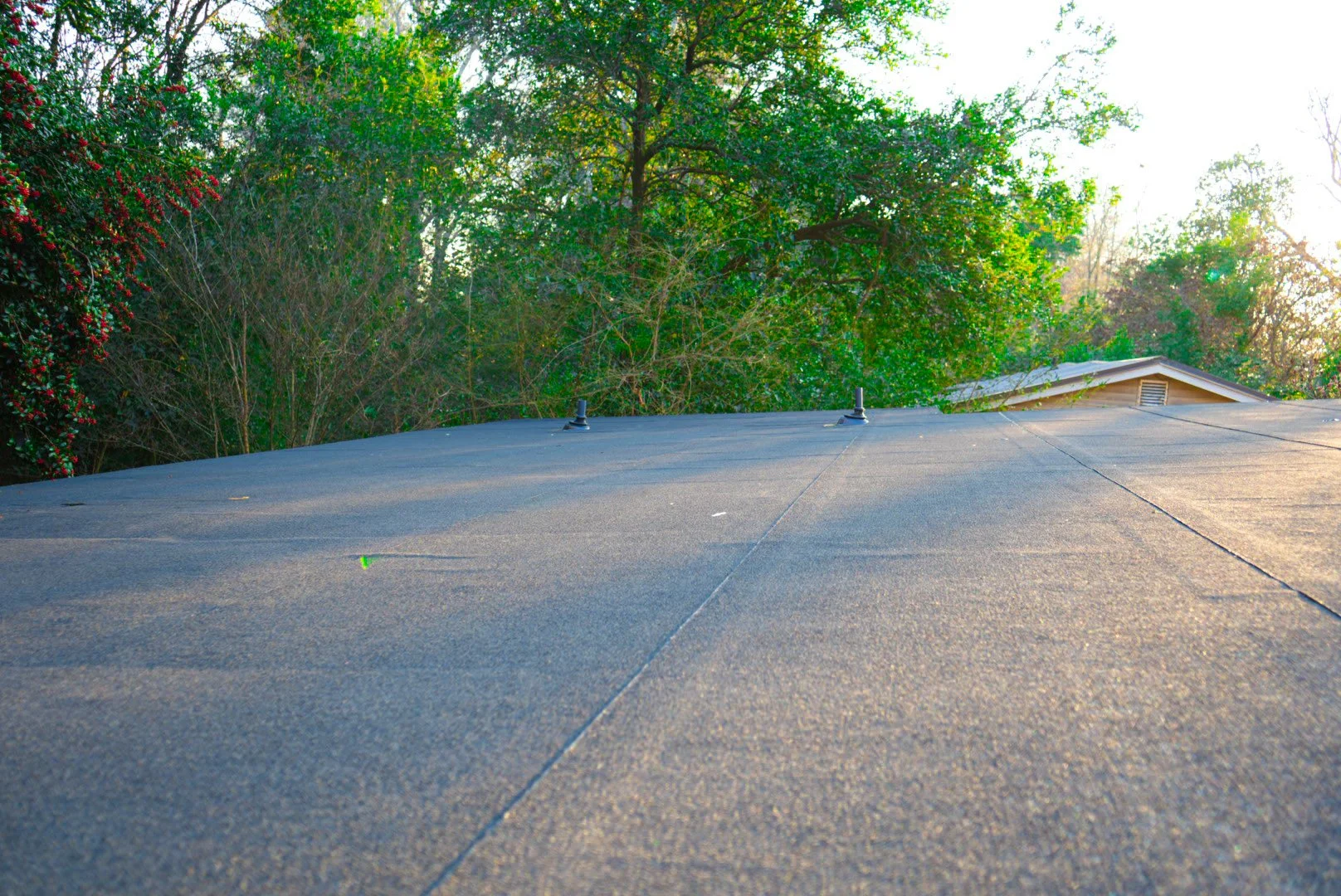 View of a roof with asphalt shingles, trees with green leaves in the background, and the setting sun casting warm light.