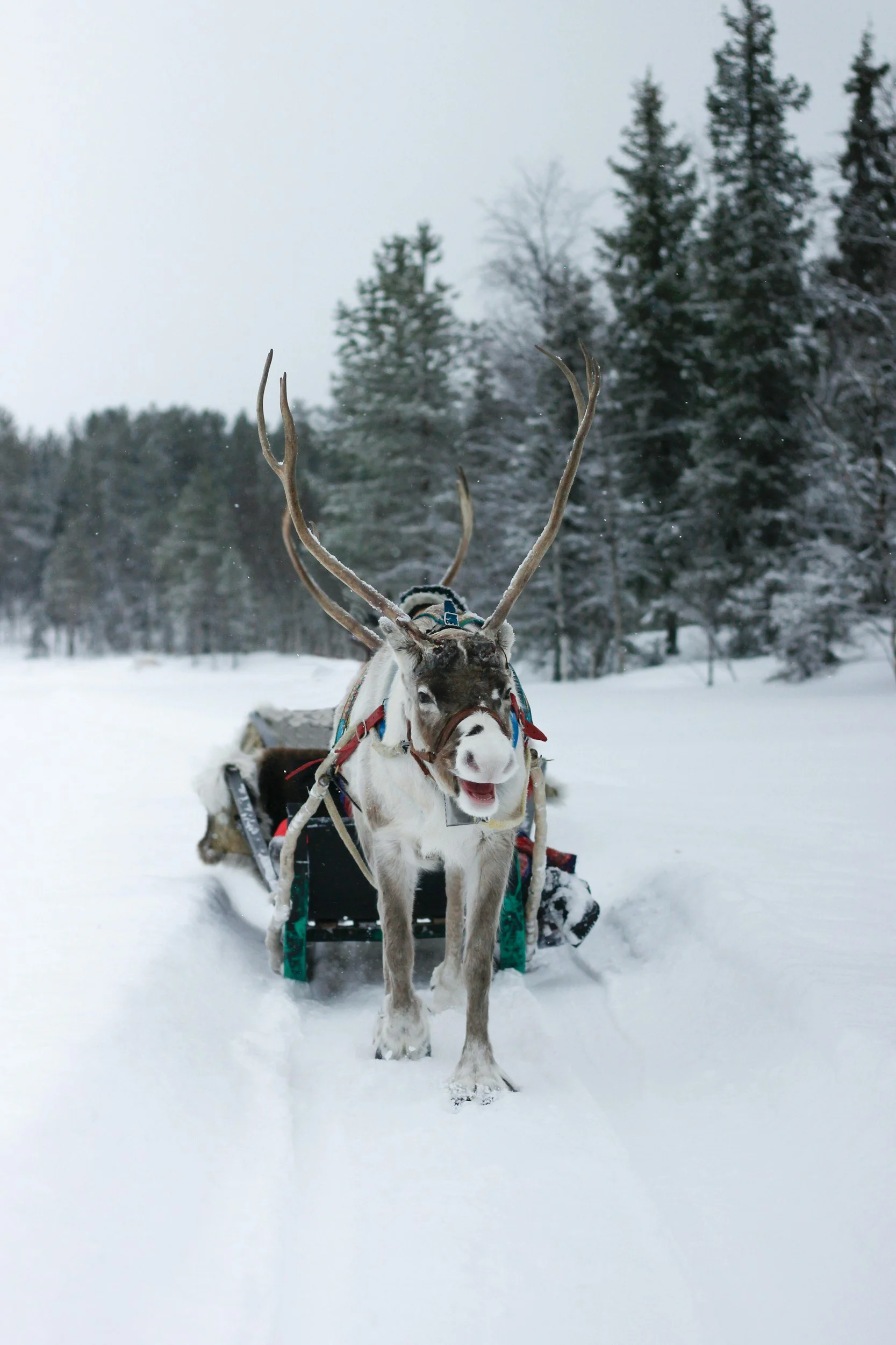 A reindeer with large antlers standing in the snow, attached to a sleigh in a winter forest scene.
