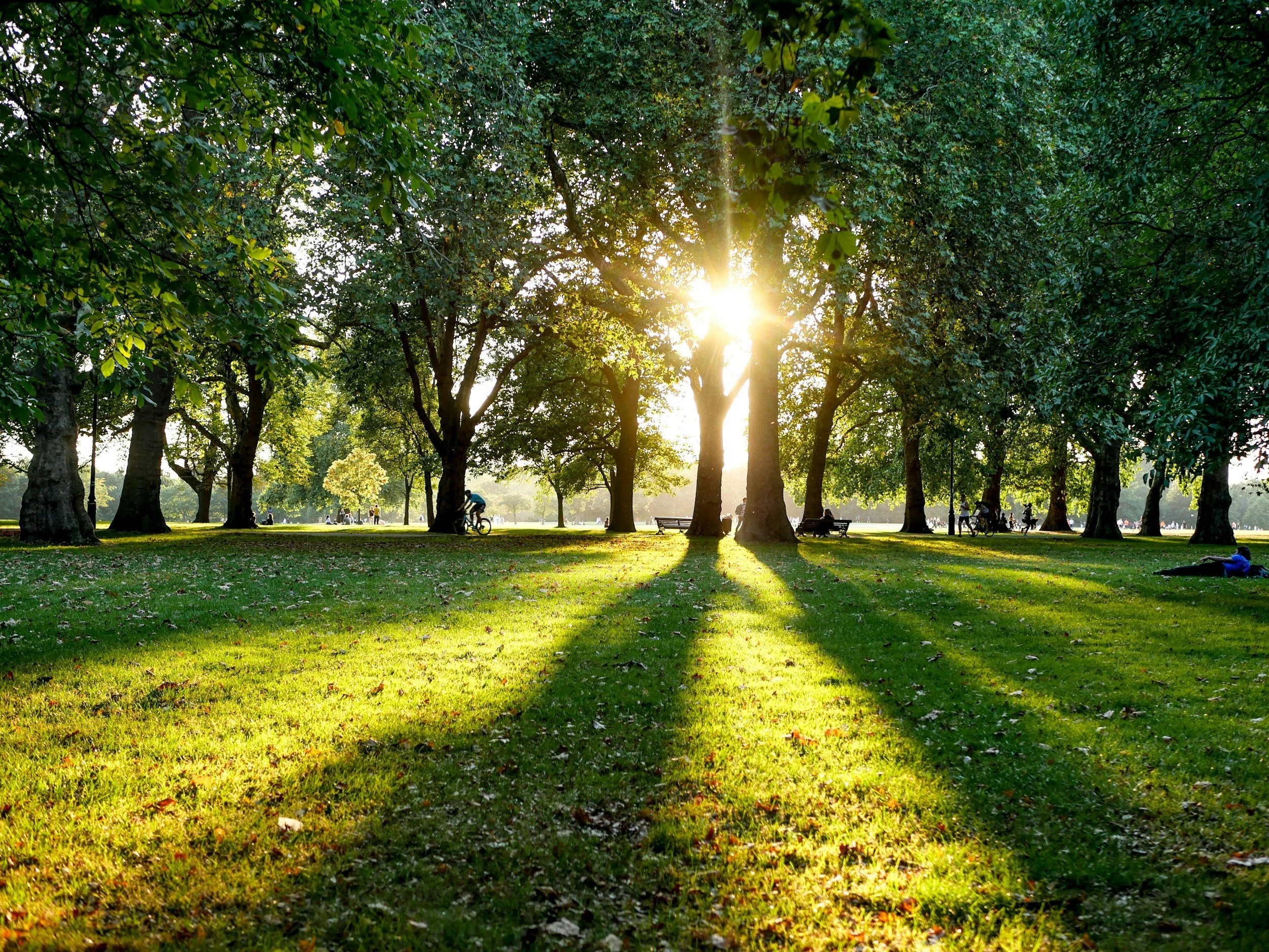 Sun shining through green trees in a park with people biking, sitting on benches, and relaxing on the grass.