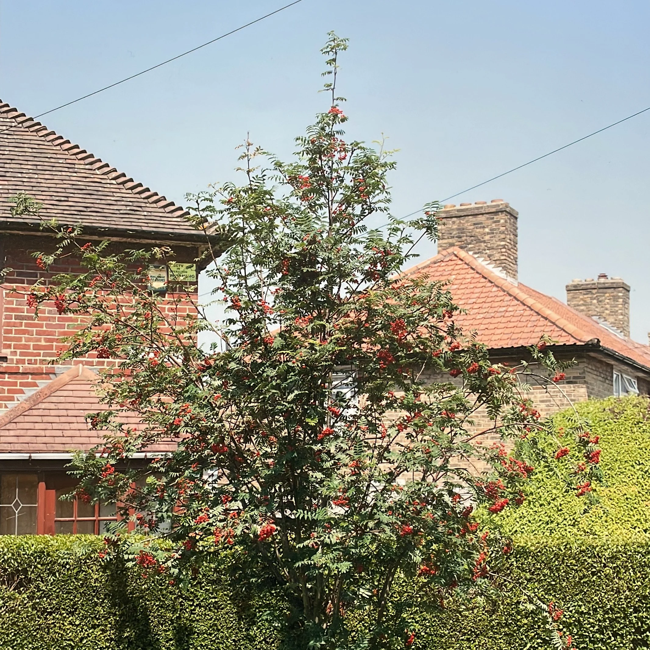 A flowering tree with red berries in a garden, with brick houses and a clear sky in the background.