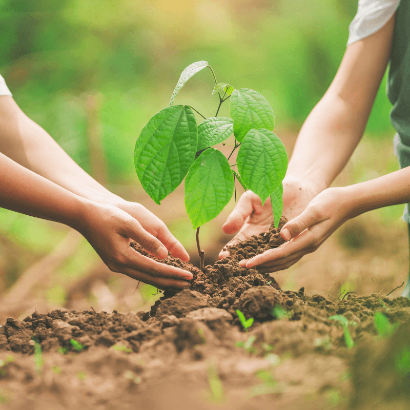 image of hands planting together for about South African refugee job placement services