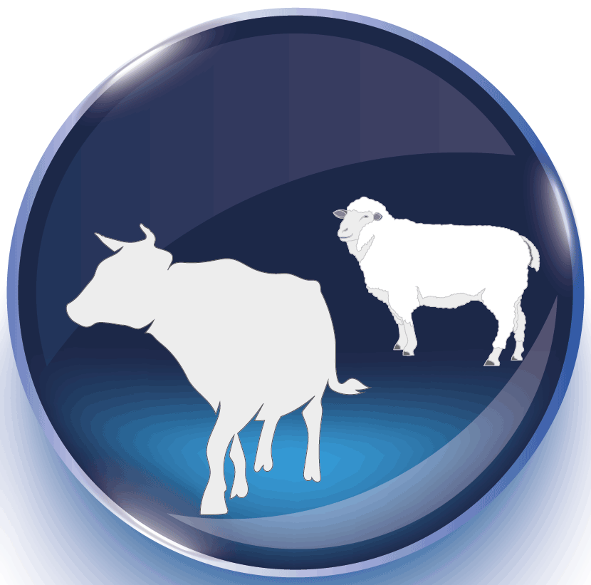 mezbaha ekipmanları, anahtar teslim kesim hattı, paslanmaz çelik mezbaha sistemleri, sığır ve koyun kesim makineleri, Teknotes Group Türkiye