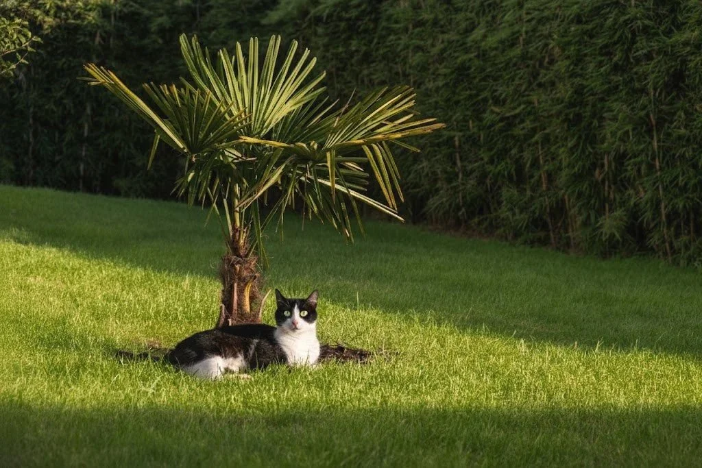 Schwarz, weiße Katze liegt unter einer kleinen Palme auf einer grünen Wiese, im Hintergrund ein Busch.