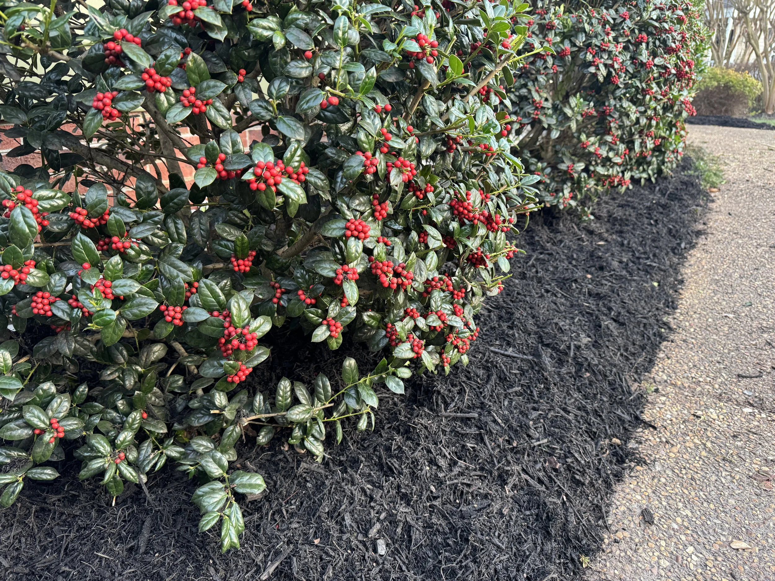 flower bed maintenance