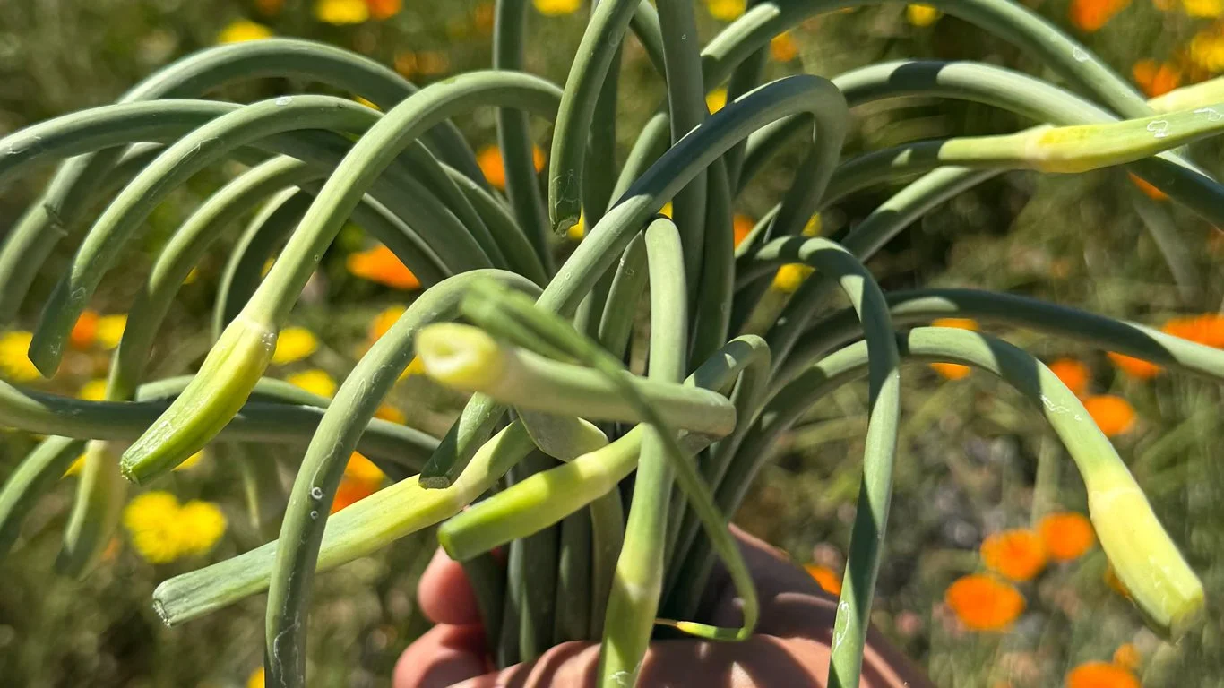 3 easy ways to use garlic scapes
