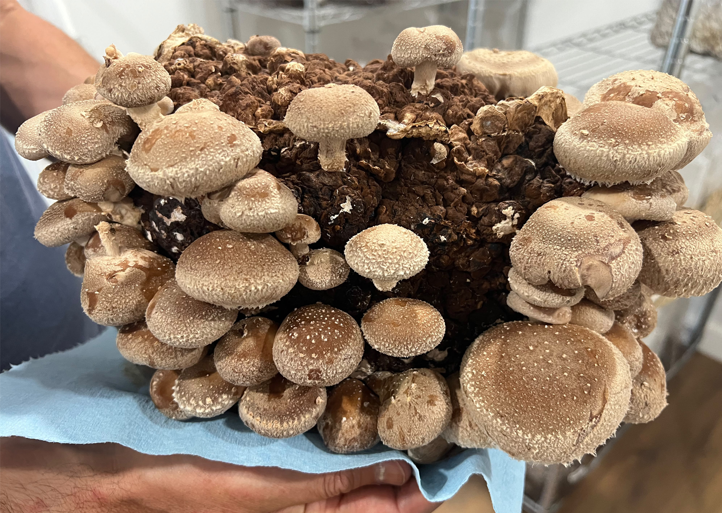 How Blue Marble’s mushroom lab was built from scratch