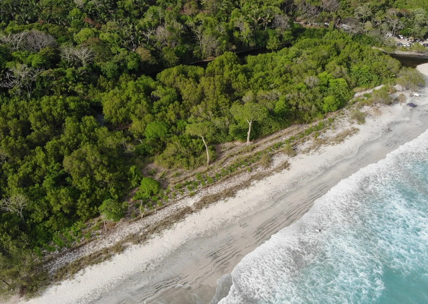 A promise on a beach in Costa Rica grew into 111,000 trees
