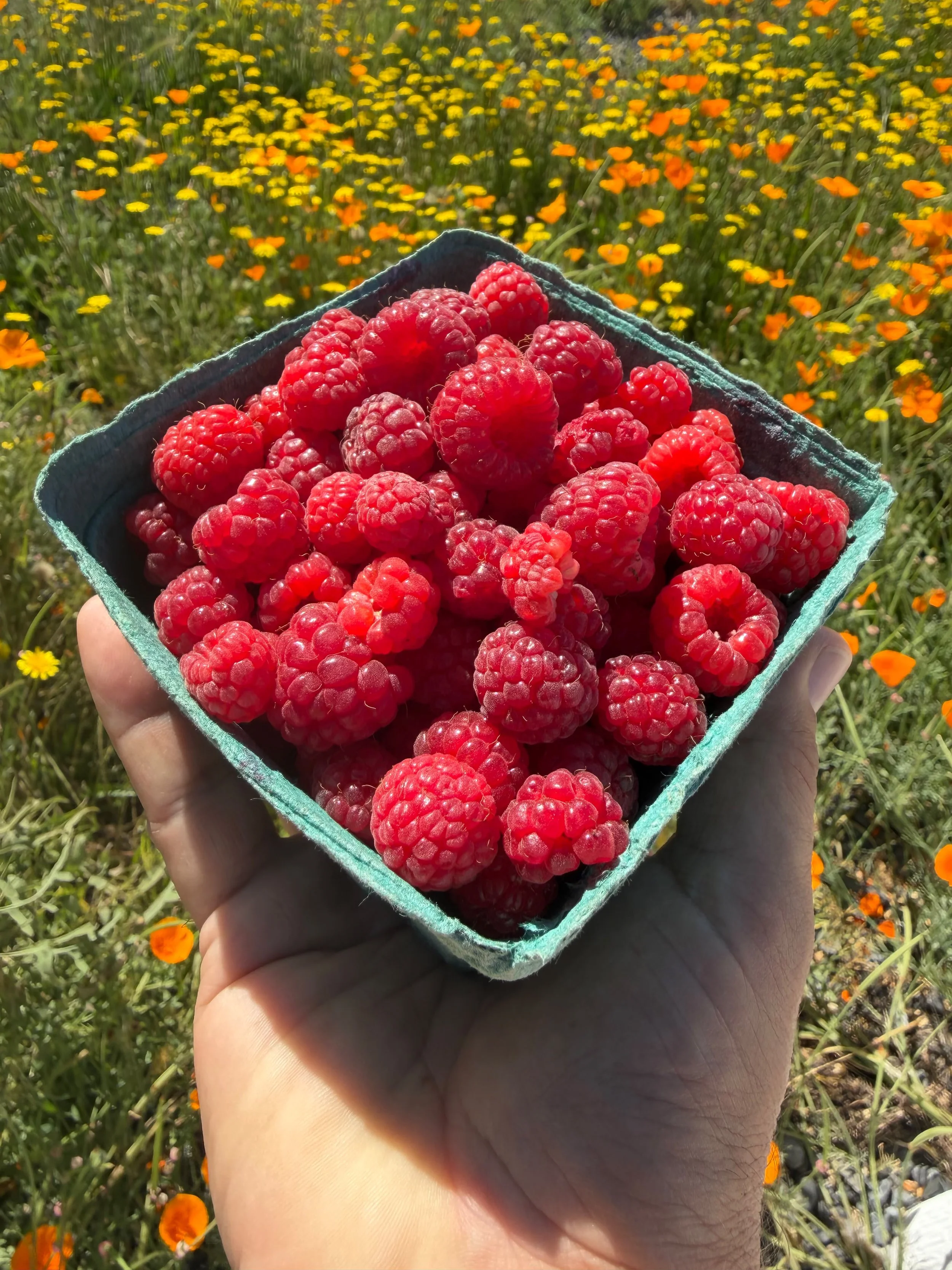 Raspberries