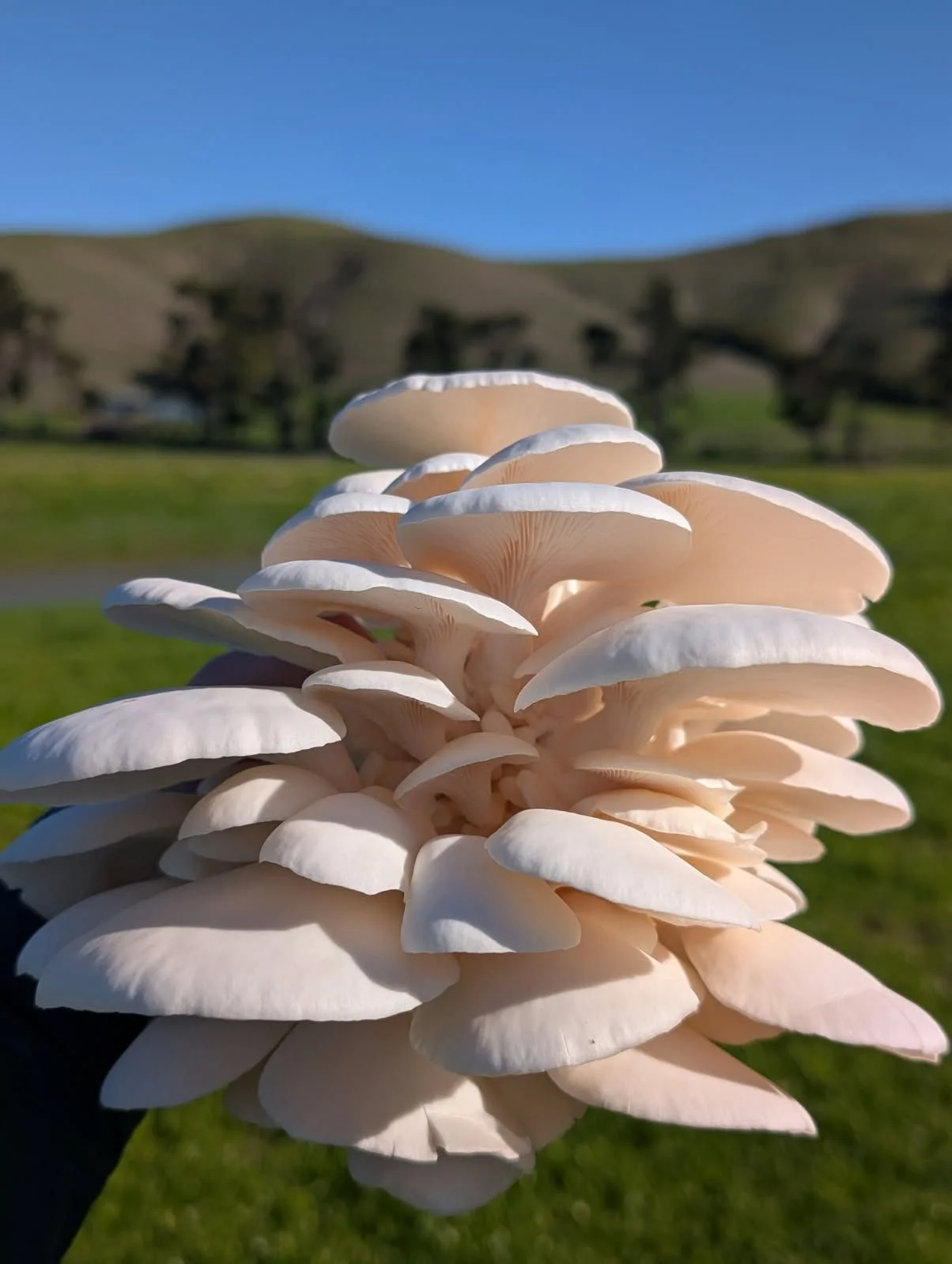 Mushroom