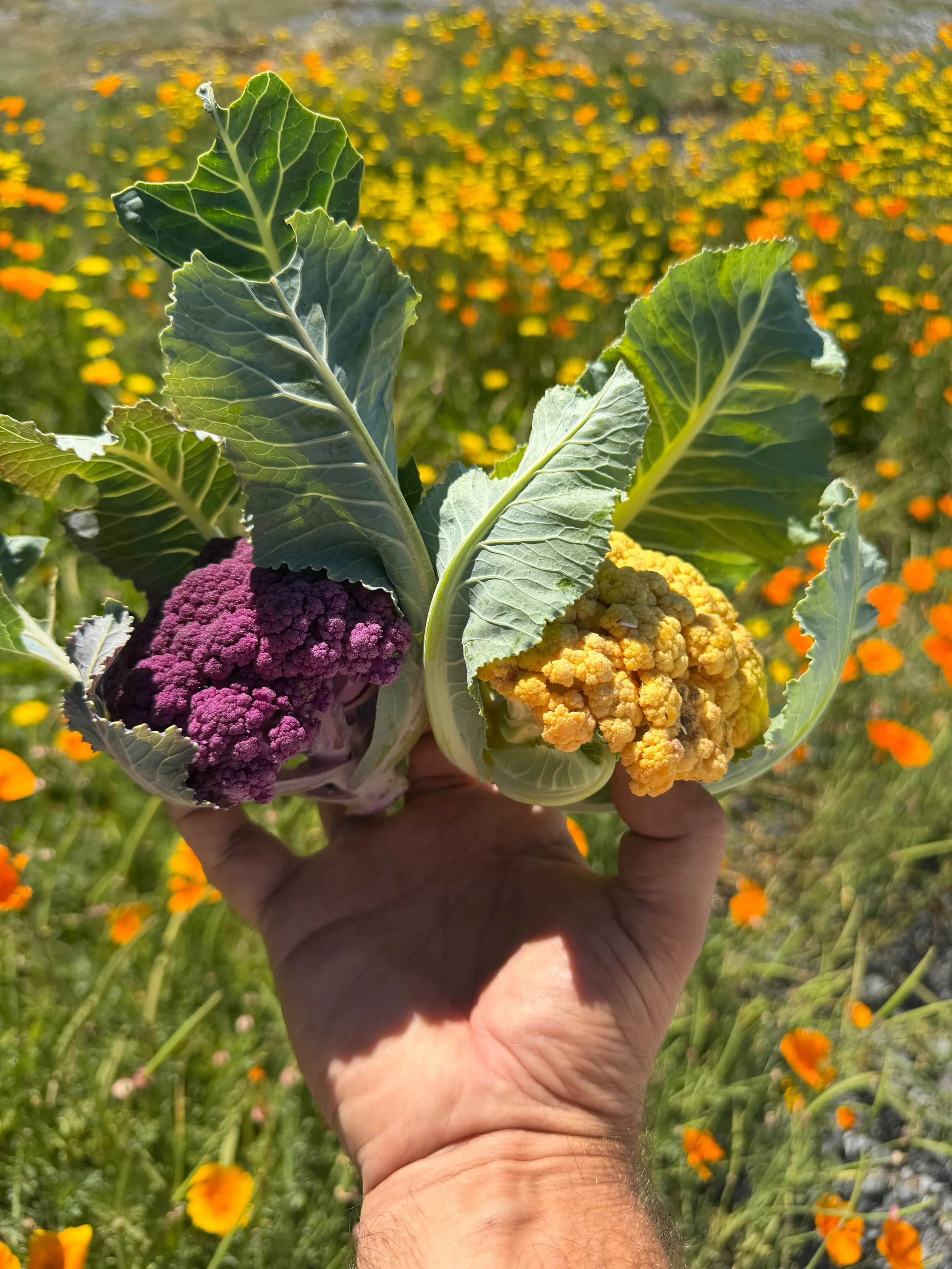 Cauliflower