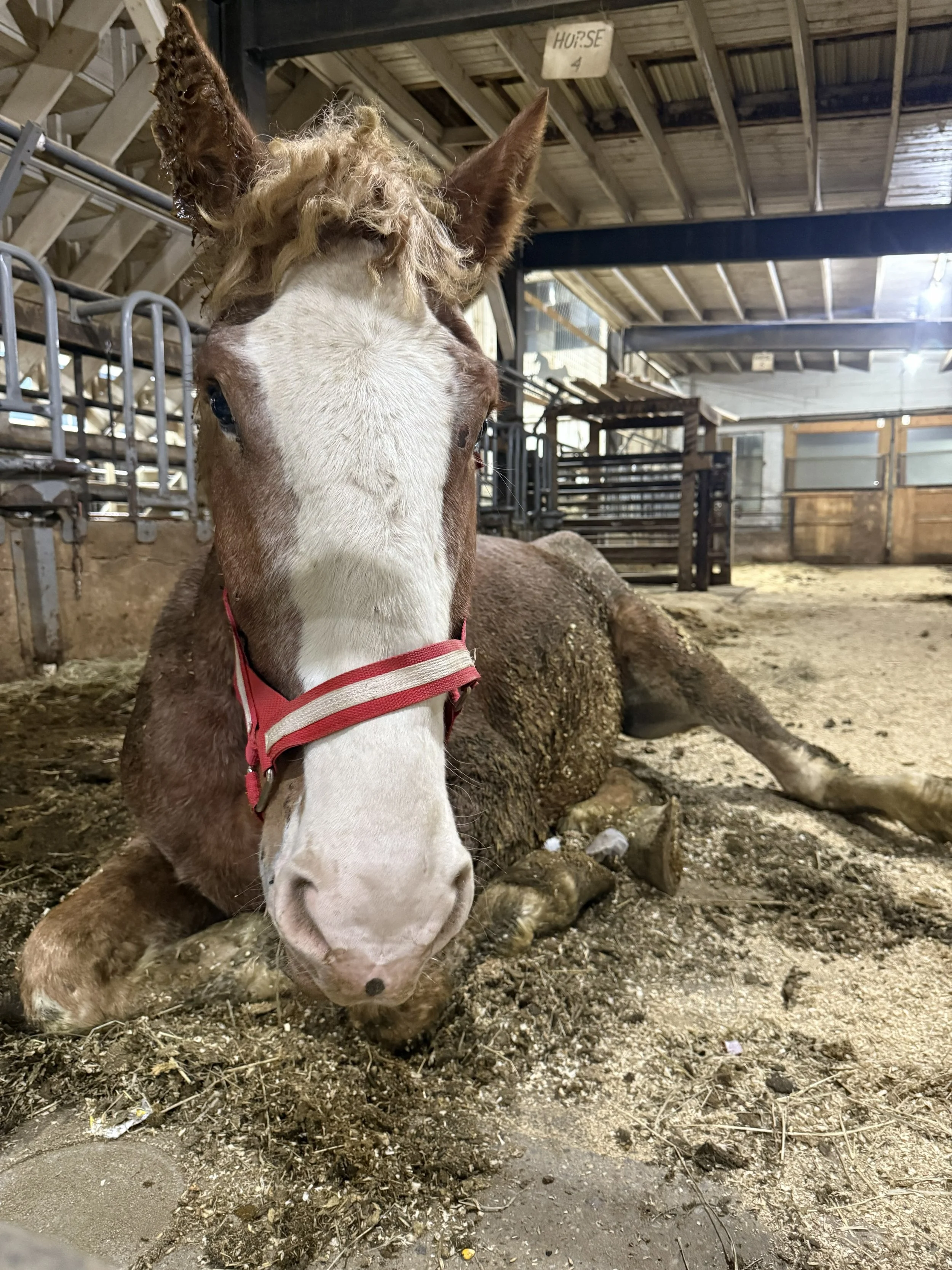 Theodore. Rescued December 2025. Belgian Gelding.