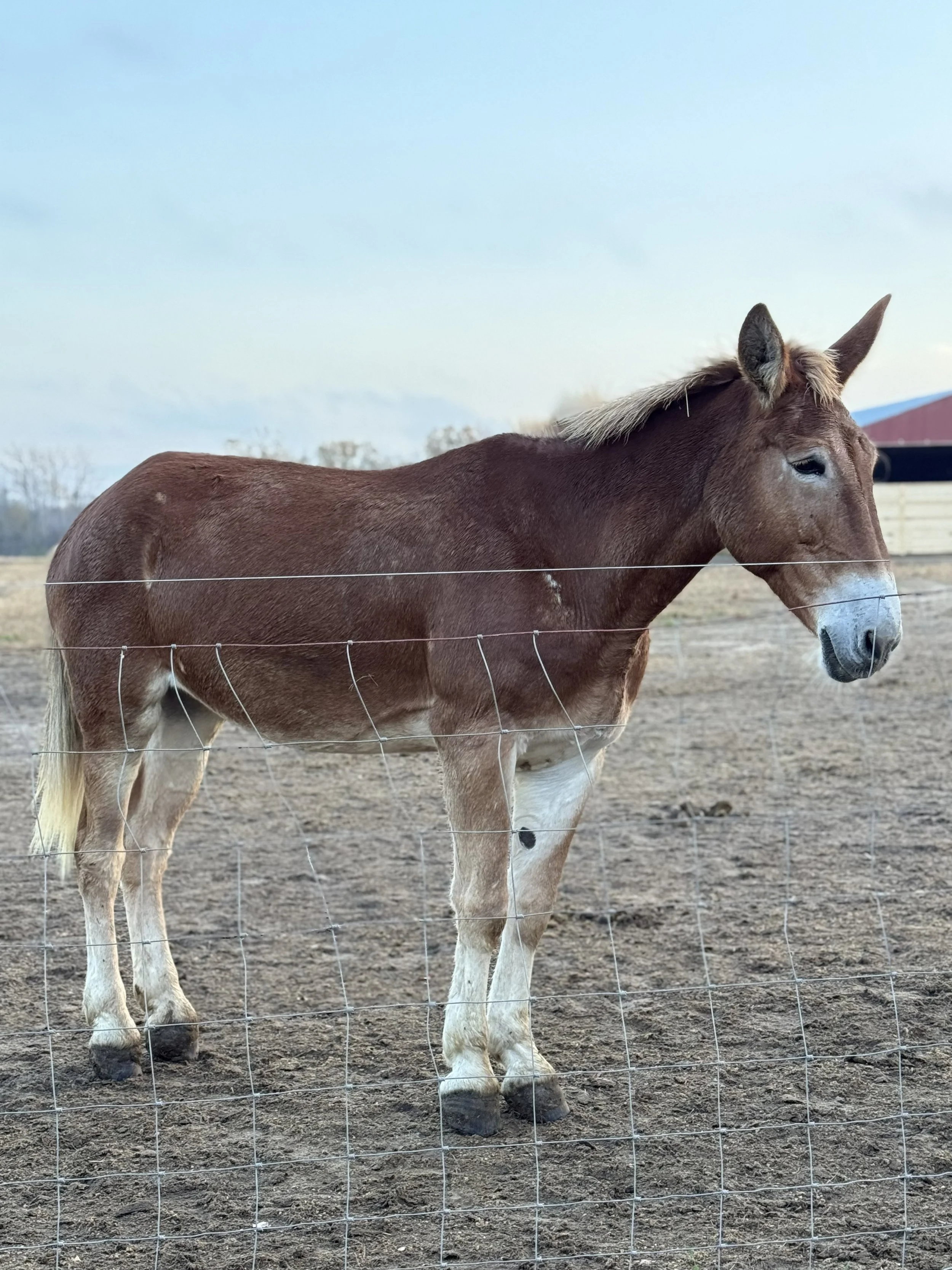 Sweetpea in recovery in 2025