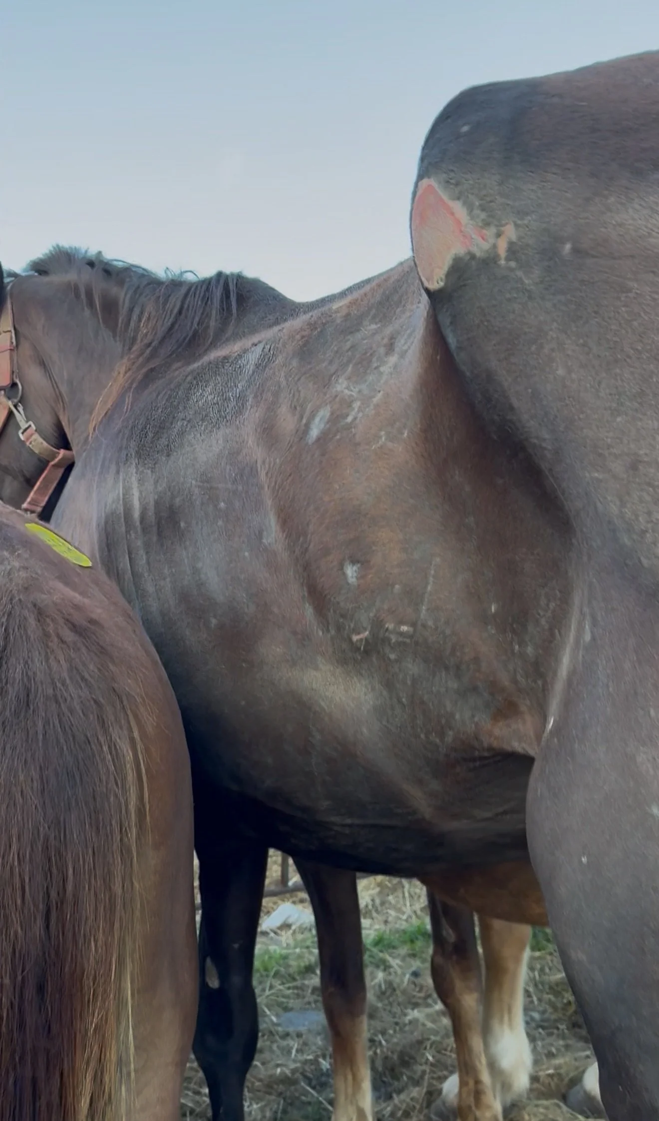 Duncan. Rescued August 2025. Percheron Gelding.