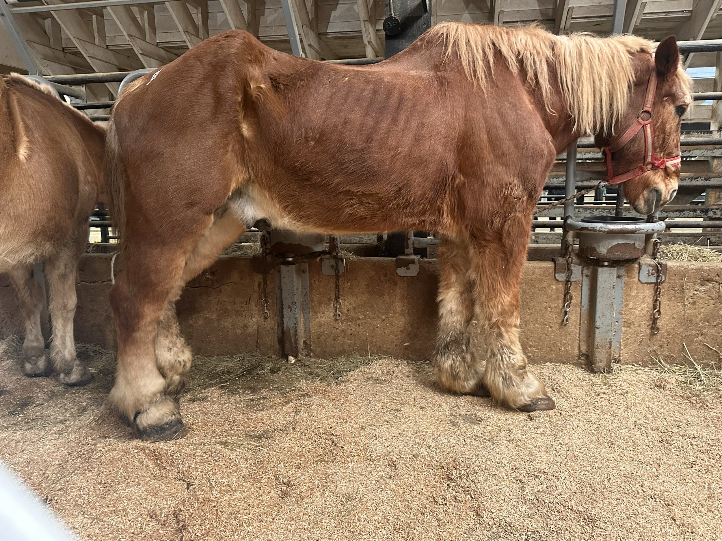 Harrison. Rescued January 2023. Belgian Gelding.