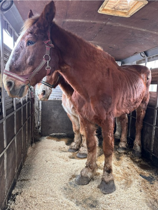 Ella. Rescued July 2024. Belgian Mare.
