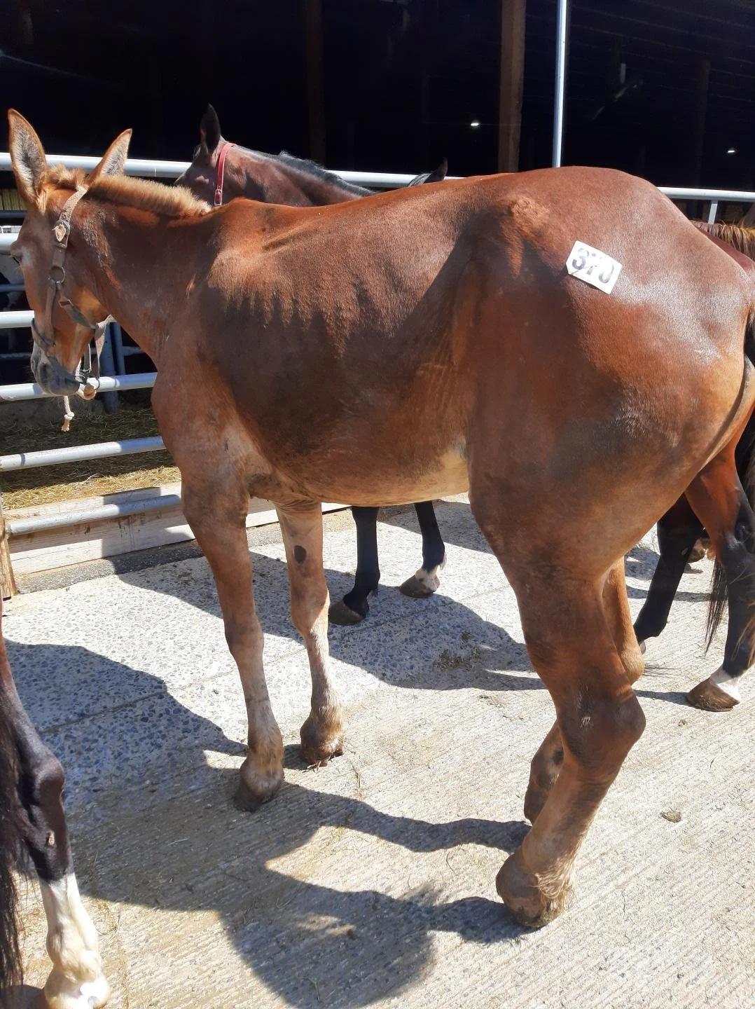 Sweetpea. Rescued July 2025. Draft Mule.