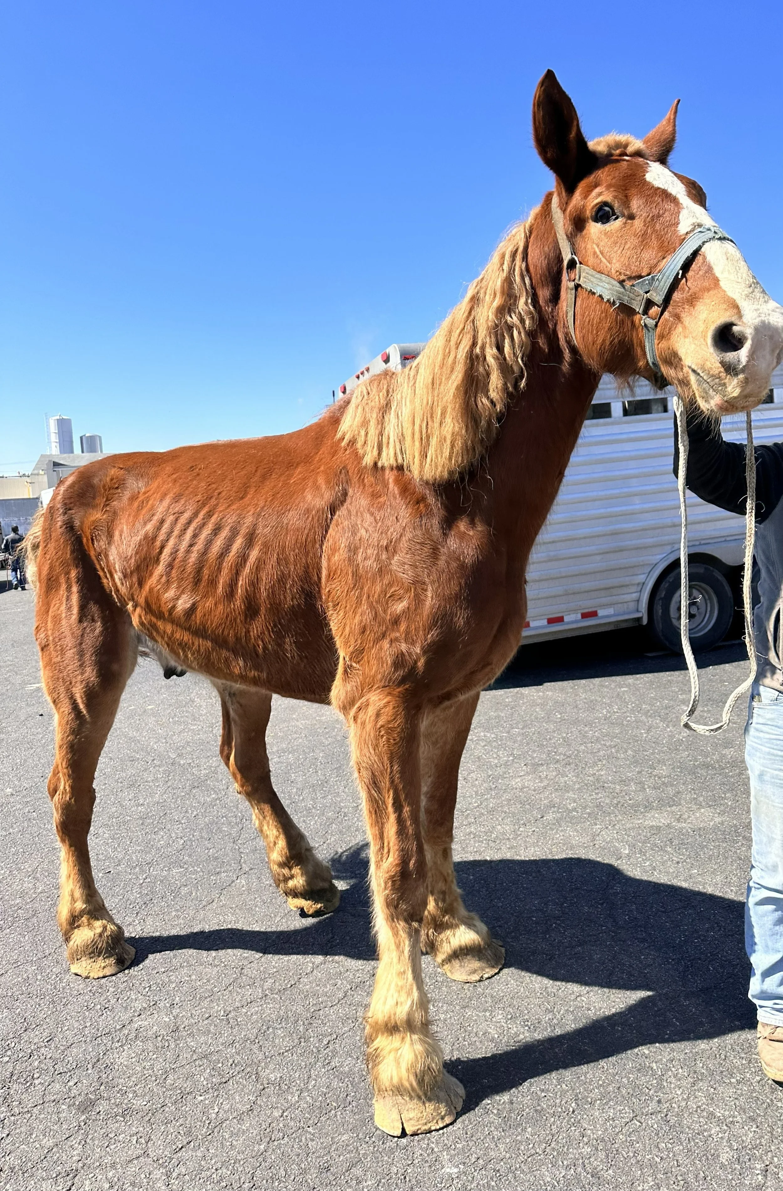 Arlo. Rescued March 2023. Belgian Gelding.