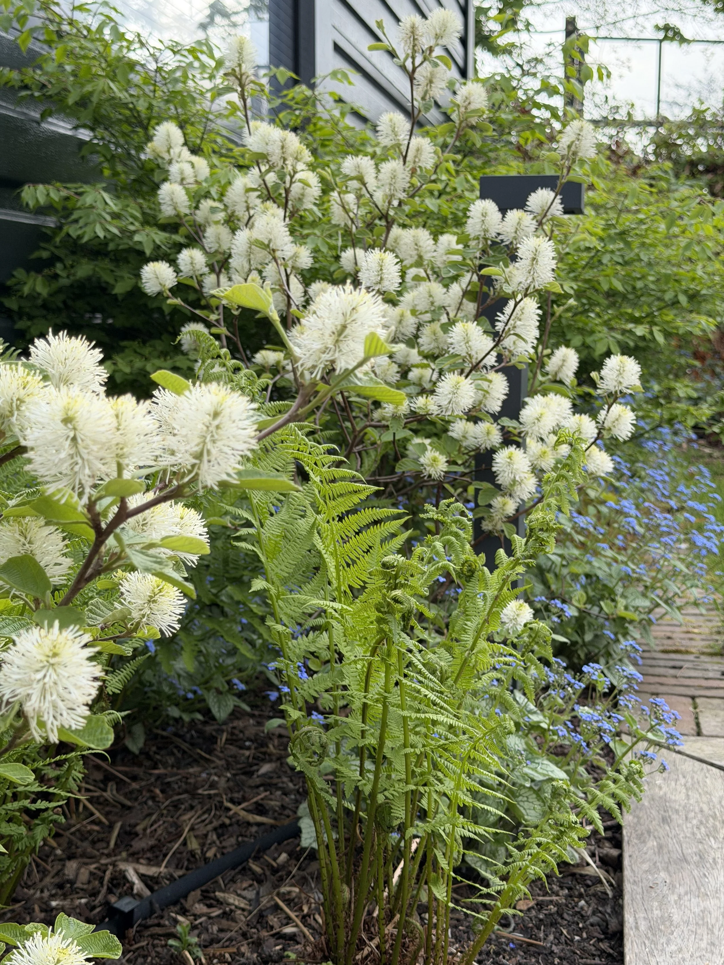 Eine Pflanze mit vielen weißen, puffigen Blüten in einem Garten, umgeben von grünen Blättern und anderen Pflanzen.