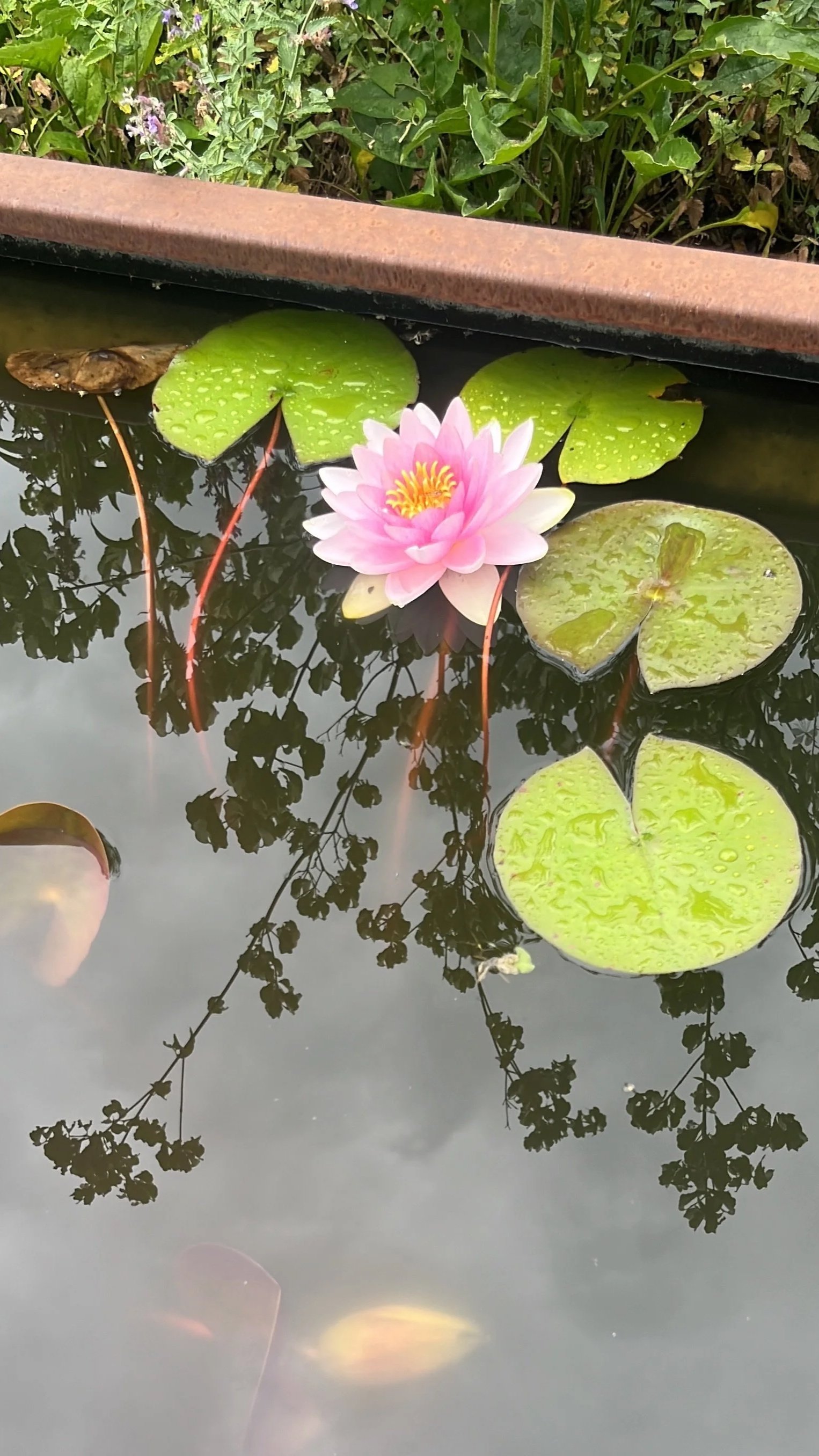 Eine Wasseroberfläche mit Seerosen, pinke Blüte und grüne Blätter, reflektierende Bäume und Himmel