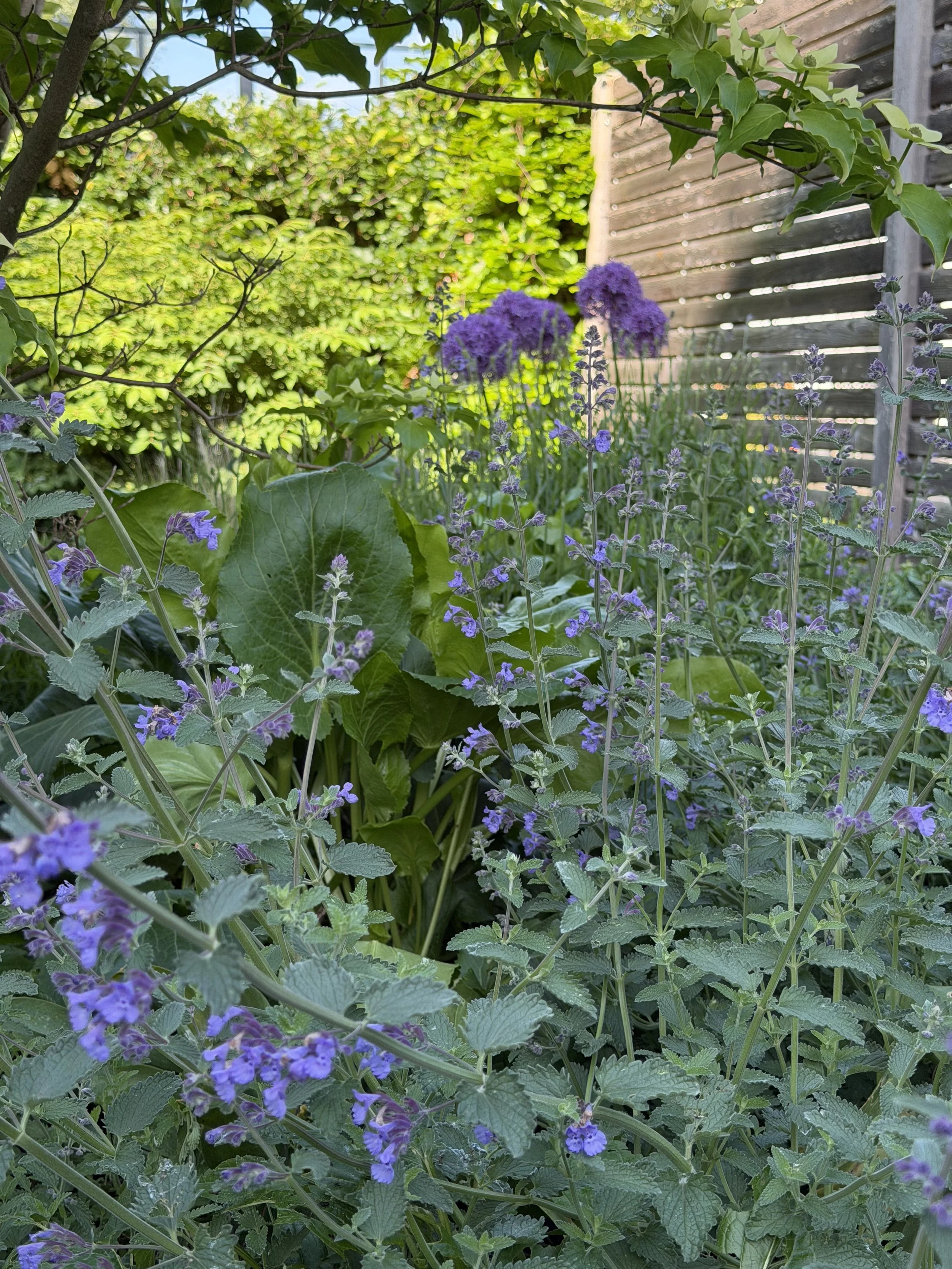 Blick auf einen Garten mit violetten Blumen, grünen Blättern und einem Holzzaun im Hintergrund, Sonnenlicht fällt durch die Blätter.