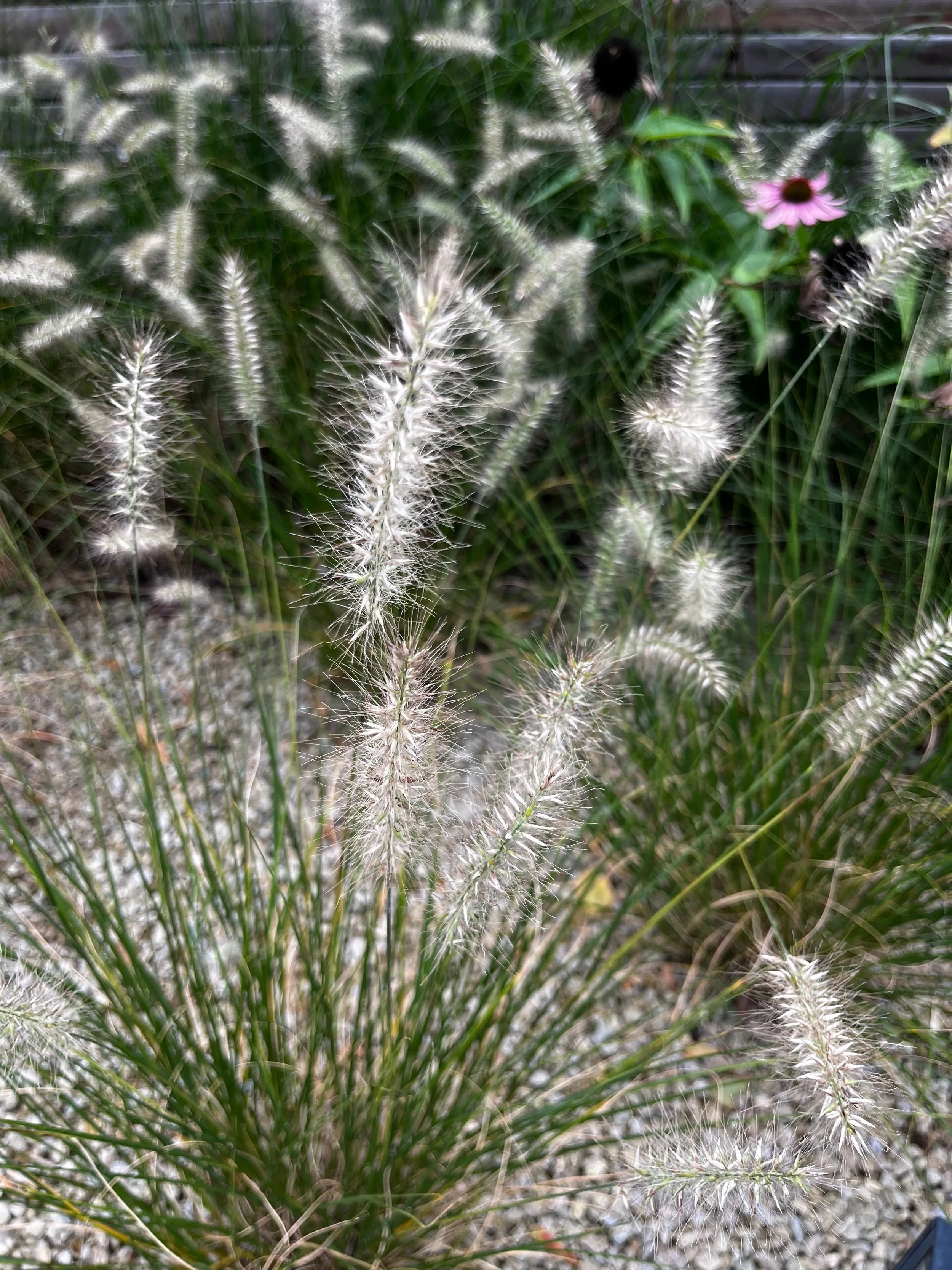 Nahaufnahme von Gräsern mit weißen, borstigen Blütenständen und einer kleinen pinken Blume im Hintergrund.