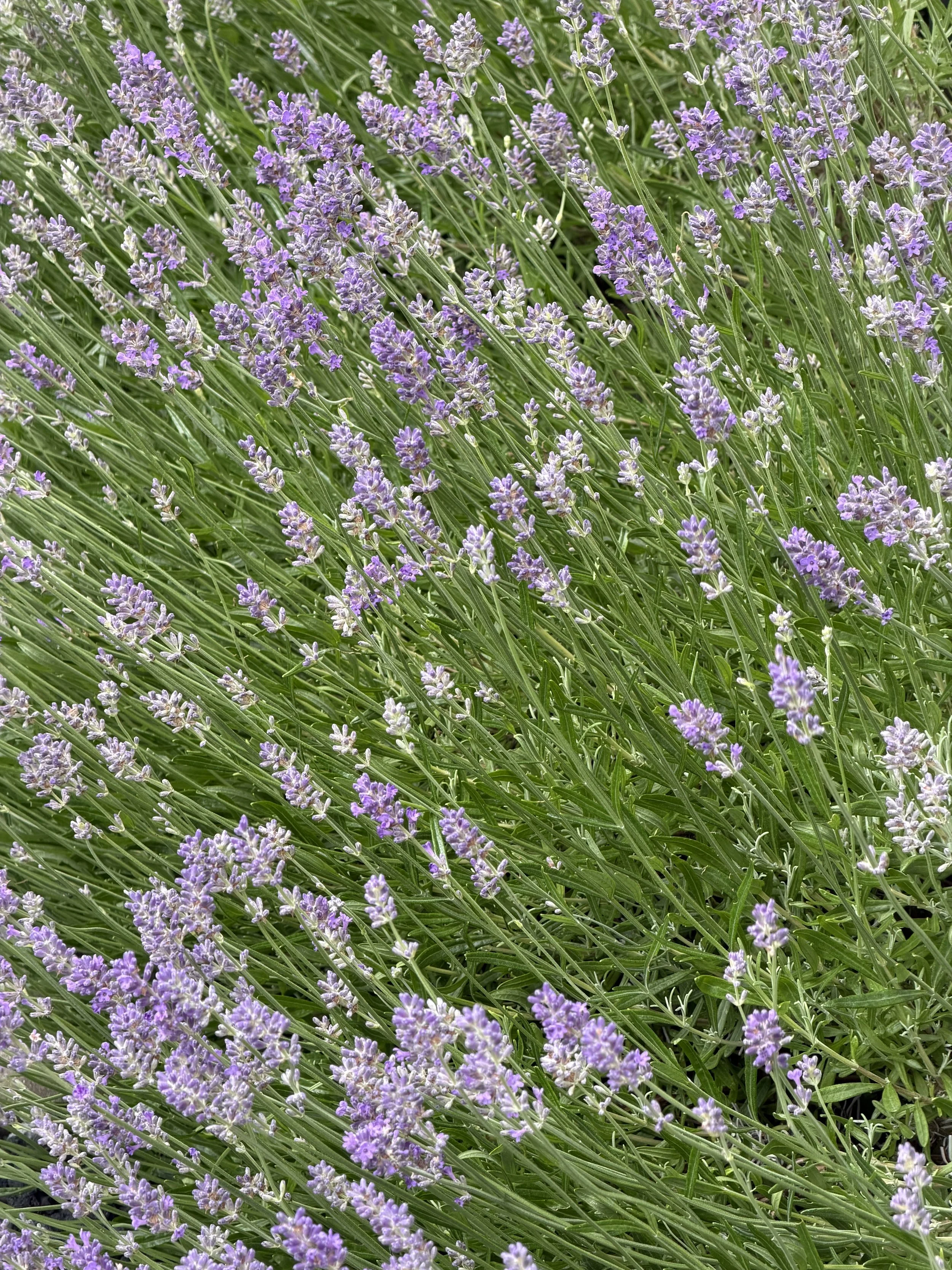 Lila Lavendelblüten auf grünem Gras
