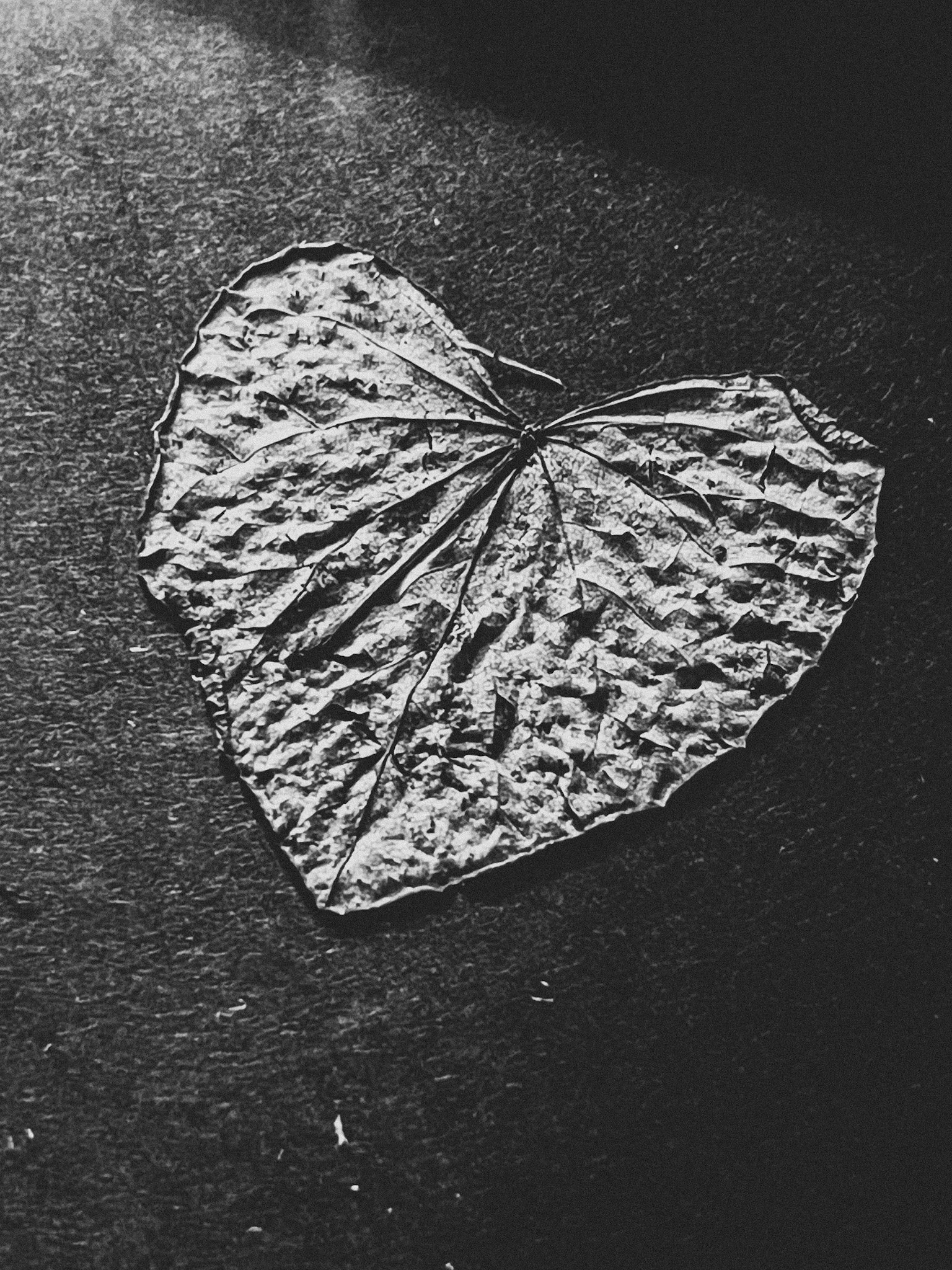 Black and white photo of a dried, wrinkled leaf on a textured dark surface.