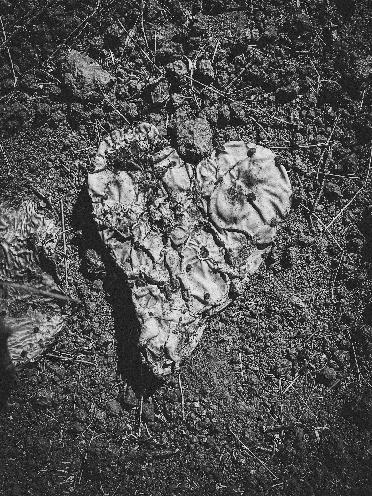 A decomposed, partially melted mushroom on dirt ground with small rocks and twigs around.