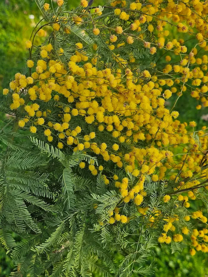 Mimosa festive