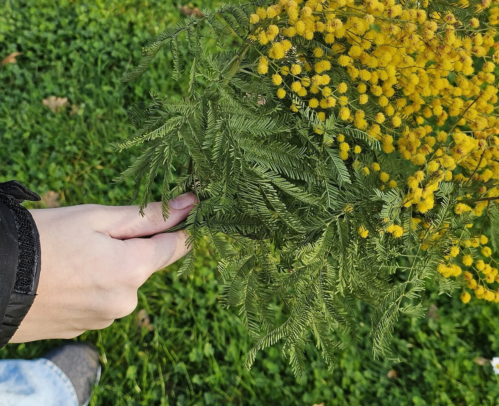 Mimosa celebration in Montenegro