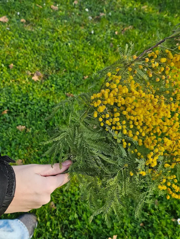 Mimosa celebration in Montenegro