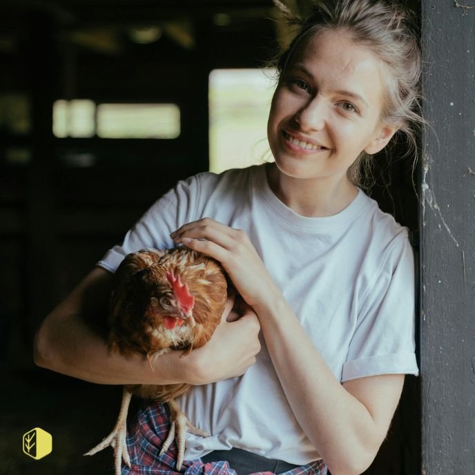 A smiling young woman holding a chicken inside a barn or coop.