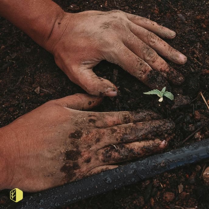 Two hands planting a small green seedling in dark soil, showing dirt and moisture on the hands.