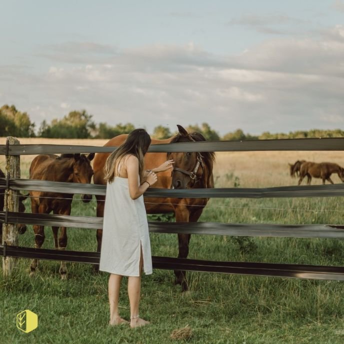 A woman in a white dress standing barefoot behind a wooden fence, feeding or petting horses in a grassy field during daytime.