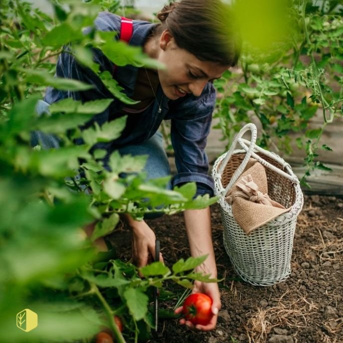 A woman harvesting a ripe red tomato in a garden, surrounded by green tomato plants, with a woven basket nearby.