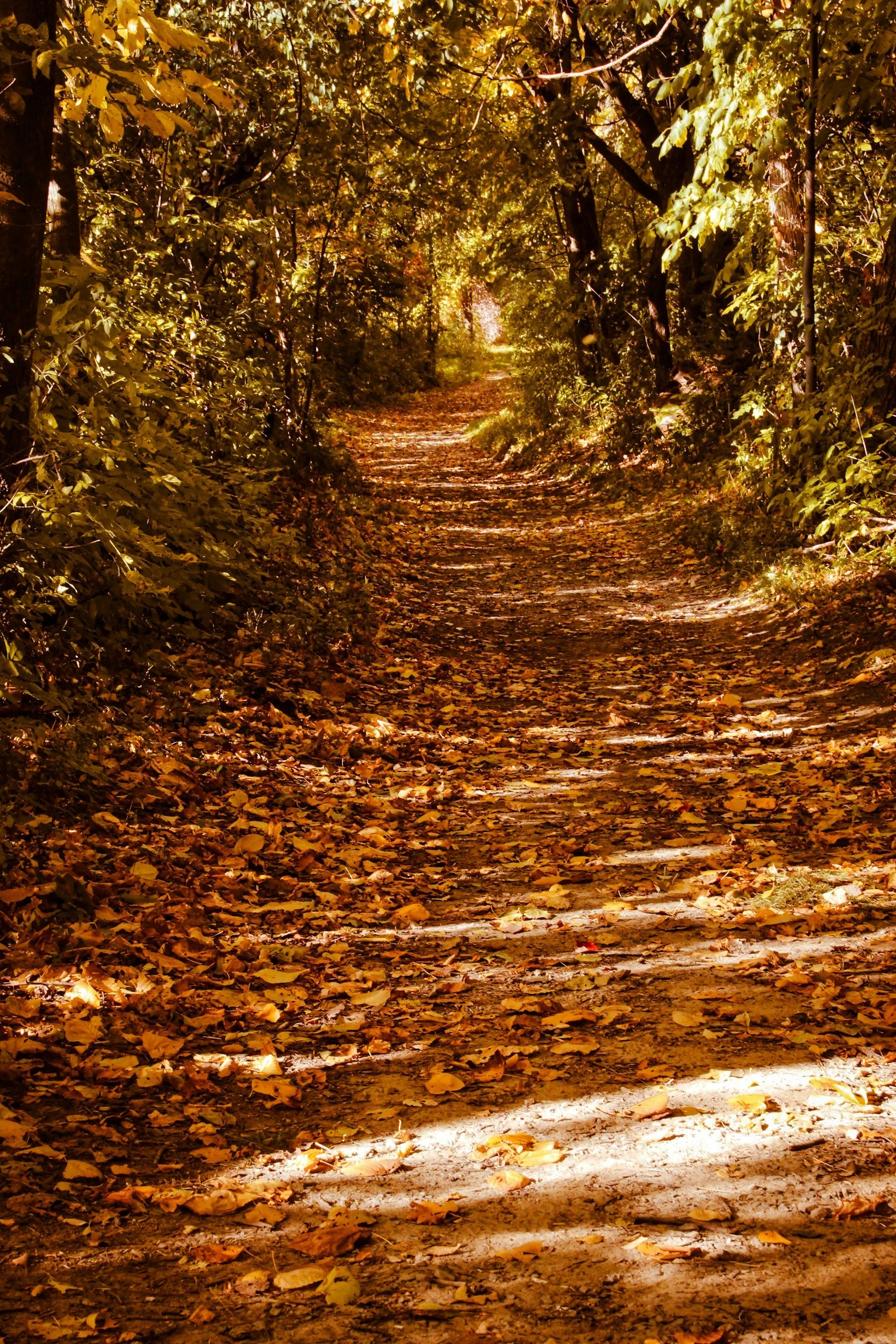 A wooded dirt path covered with fallen autumn leaves, surrounded by trees with green and yellow foliage.