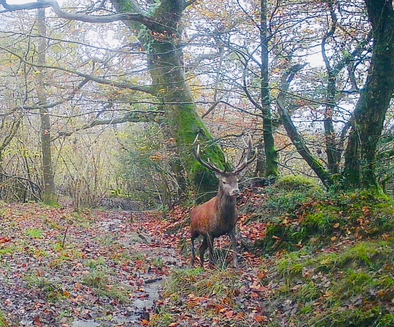 deer.jpg