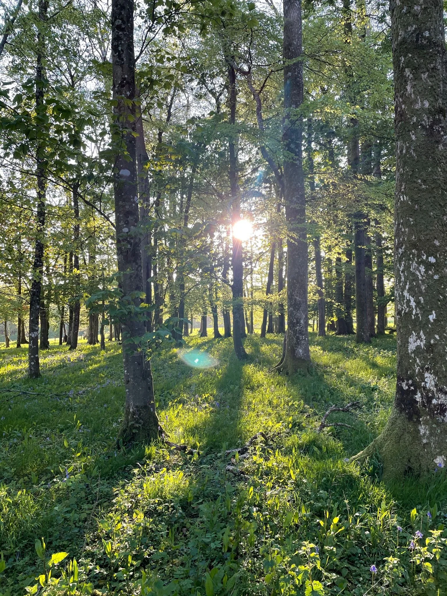 woods.jpg