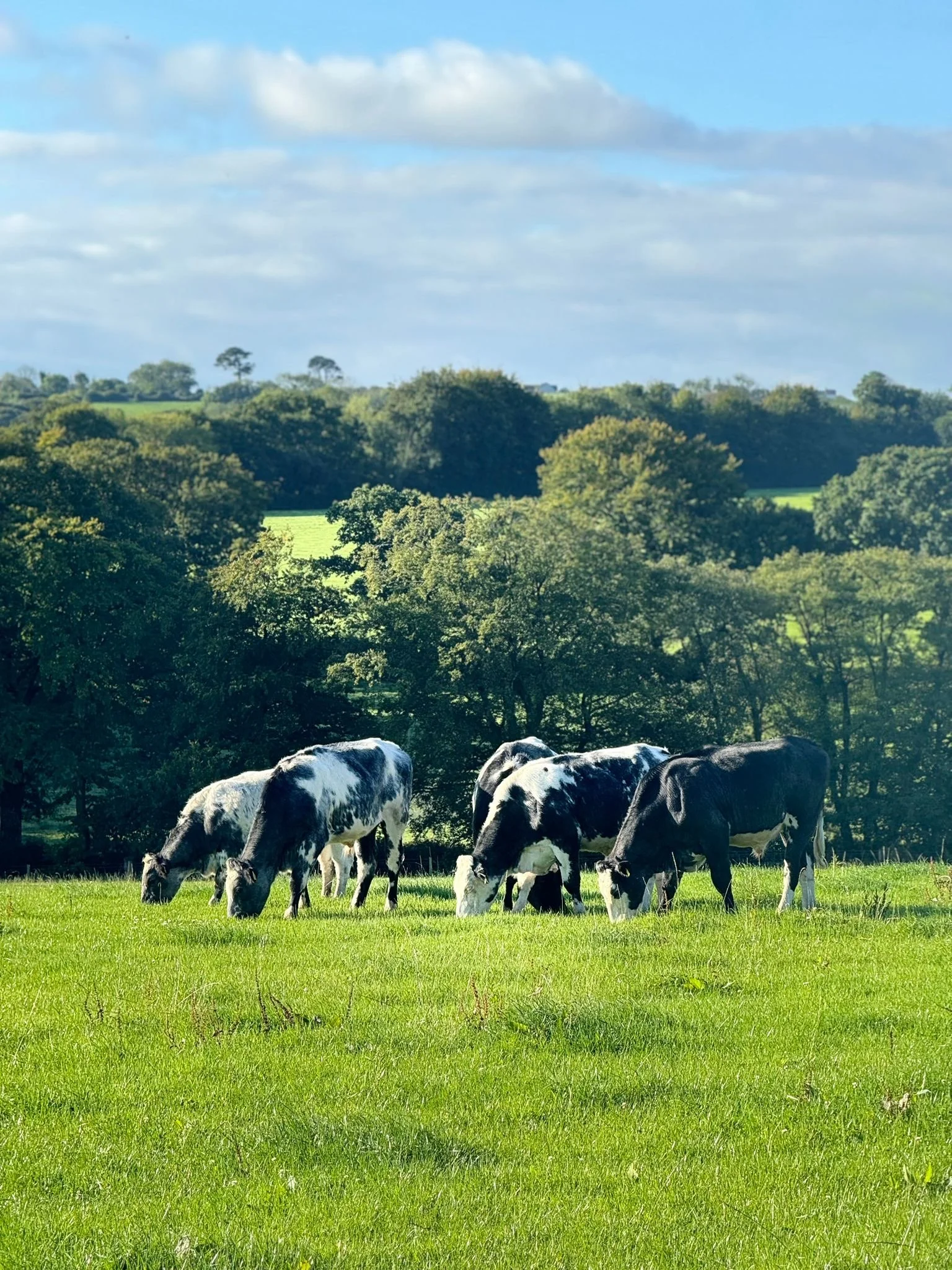 Cows.jpg
