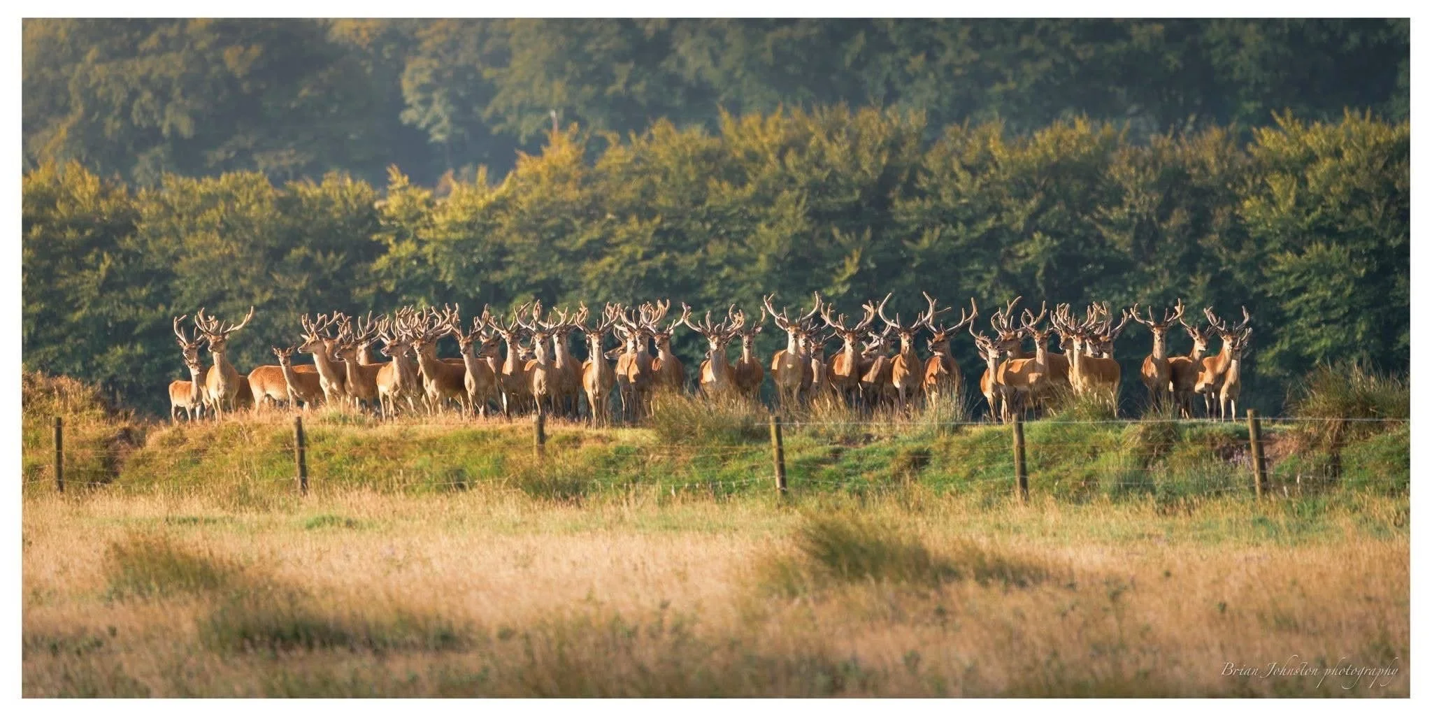 deer..jpg