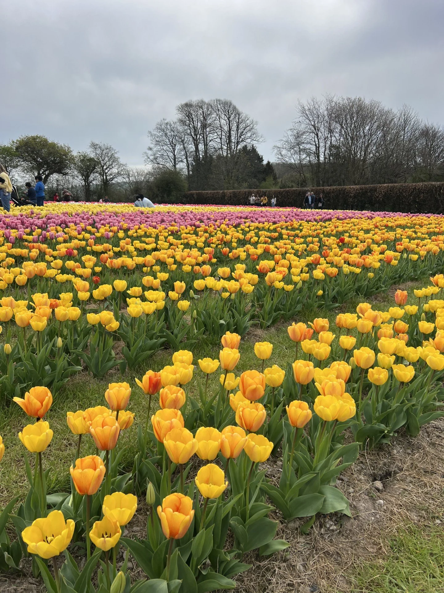 Tulip Fields.jpg