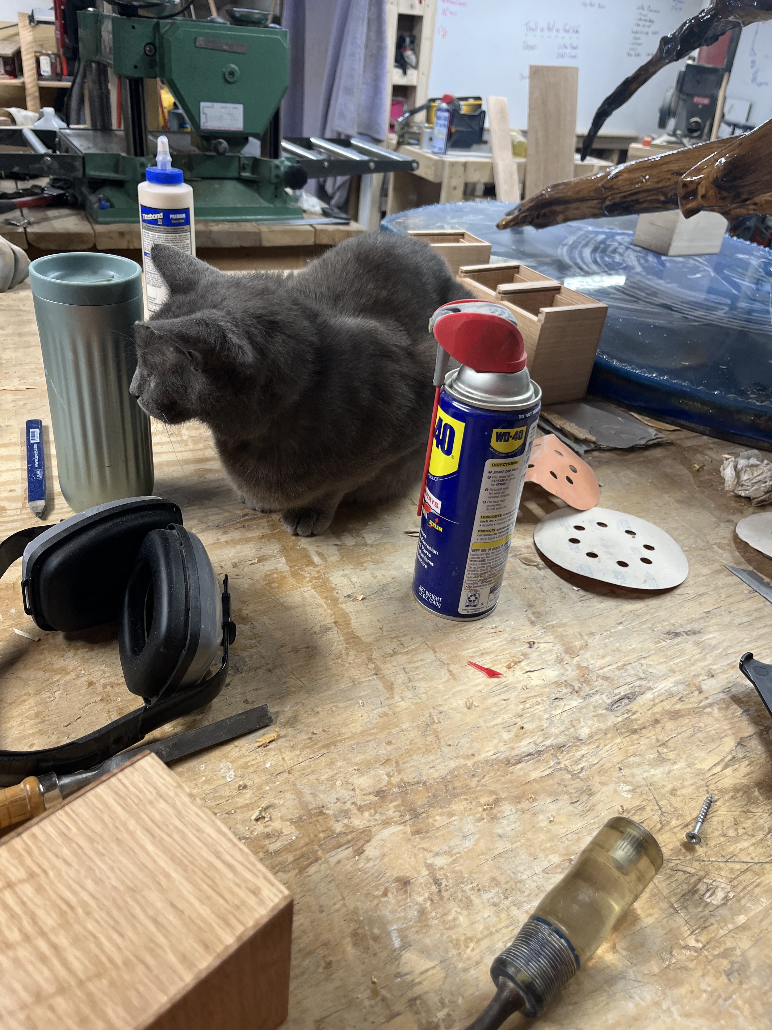 A gray cat sitting on a wooden workbench in a woodworking shop, surrounded by tools and materials, including a spray can, a cup, a wooden block, sanding discs, a mask, a bottle, and a piece of driftwood.