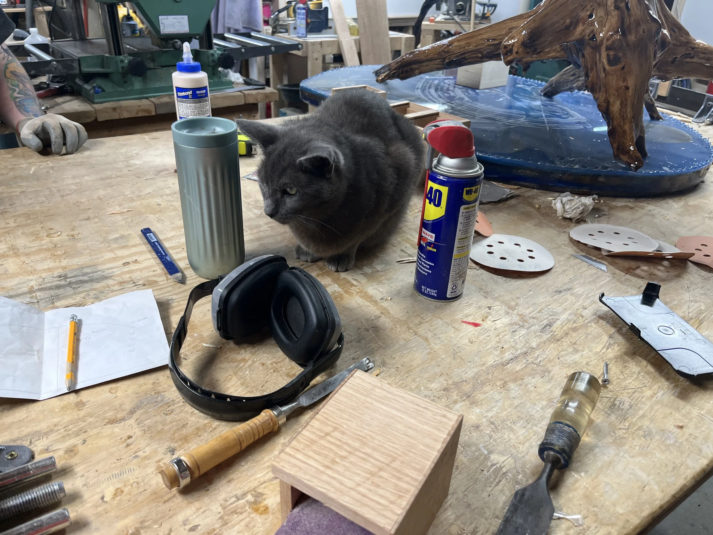 A gray cat on a workbench surrounded by woodworking tools, spray cans, headphones, papers, and a wooden sculpture of a bear on a water feature.