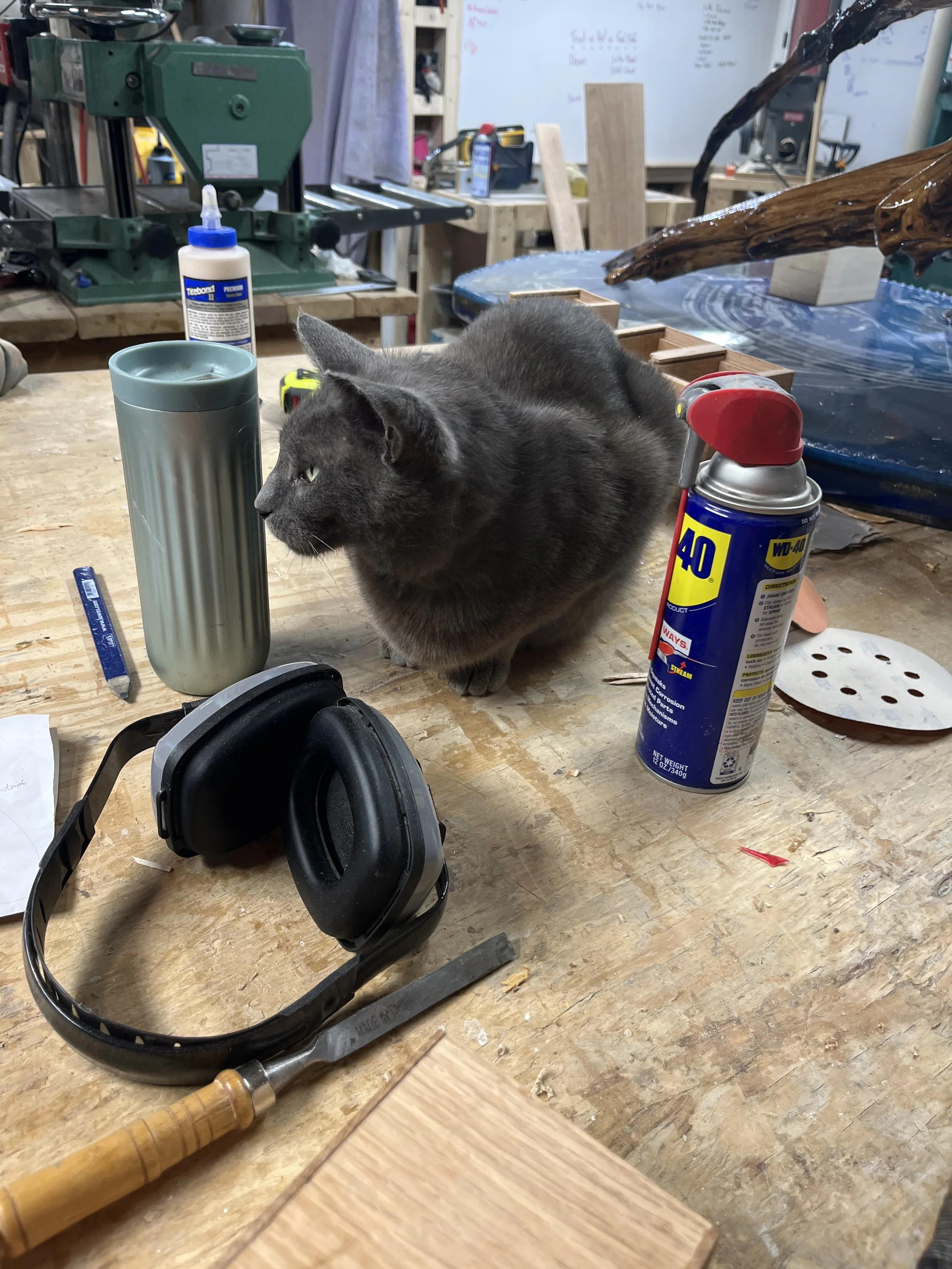 Gray cat sitting on a cluttered workbench surrounded by tools and supplies in a woodworking shop.