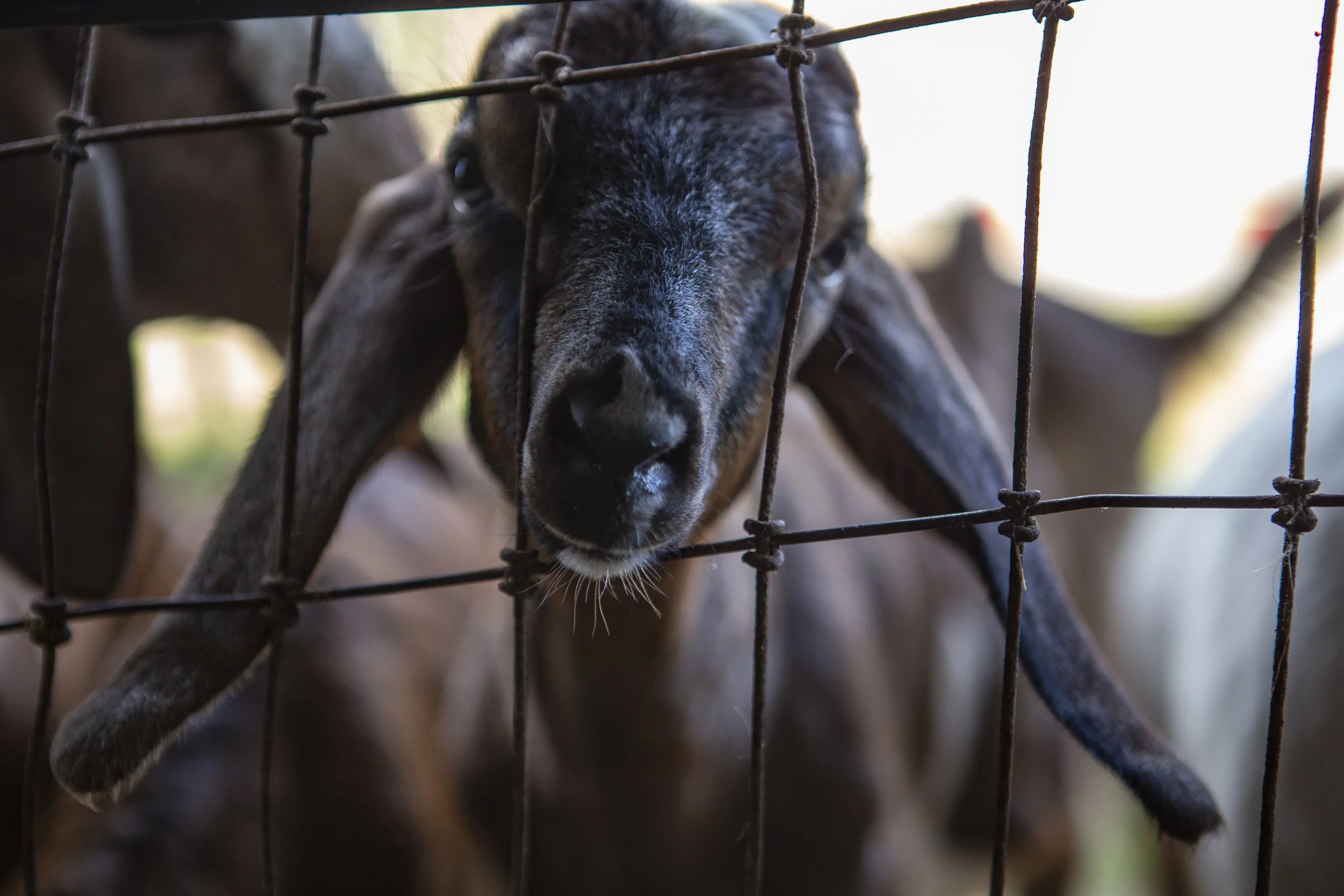 A close-up of a young goat with a brown and black coat, peering through a wire fence.