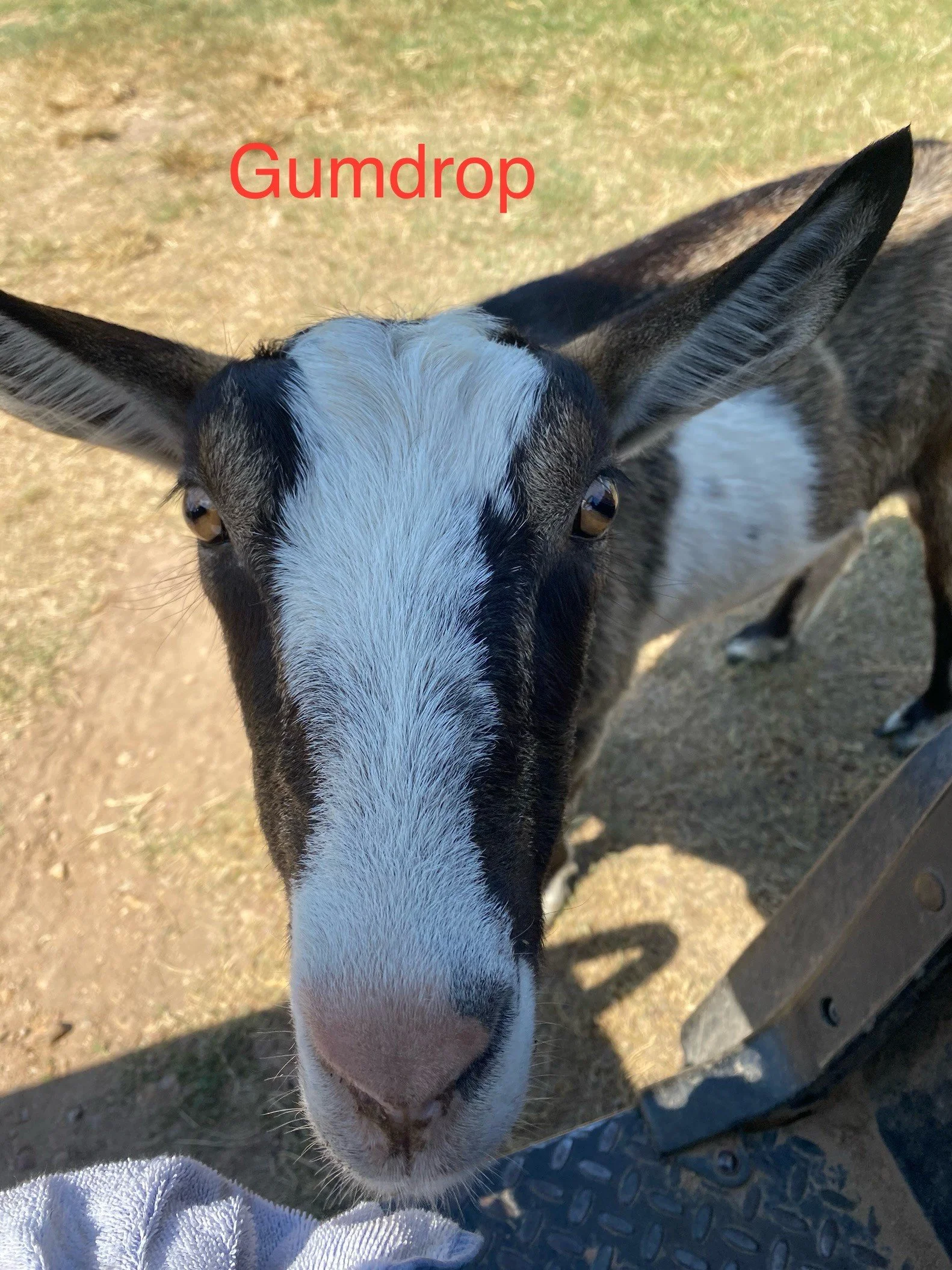 Close-up of a baby goat with black and white markings looking into the camera, with the word 'Gumdrop' written in red above its head.