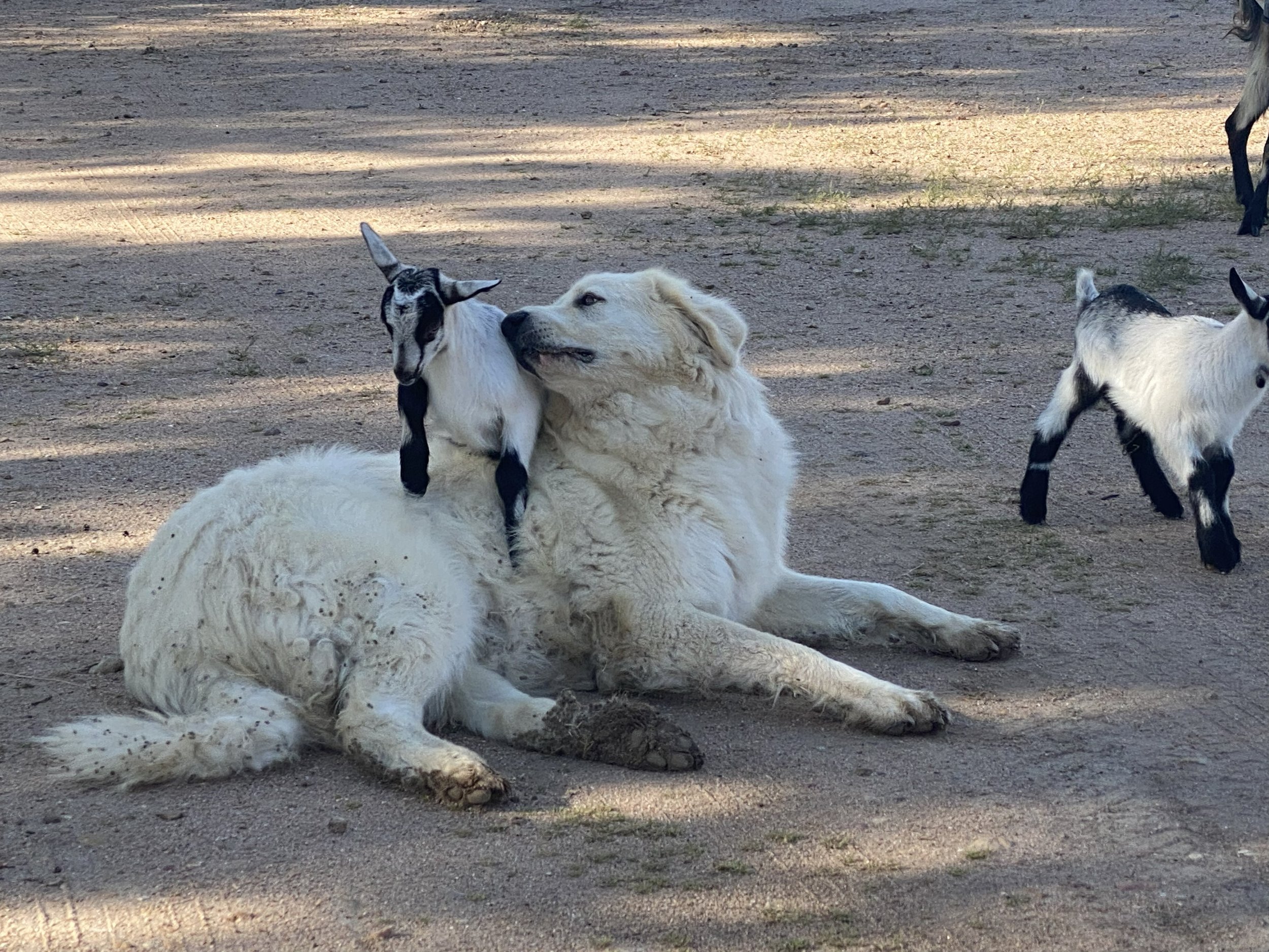 A white dog lying on the ground with a black and white goat sitting on its back, and two other goats nearby in an outdoor setting.